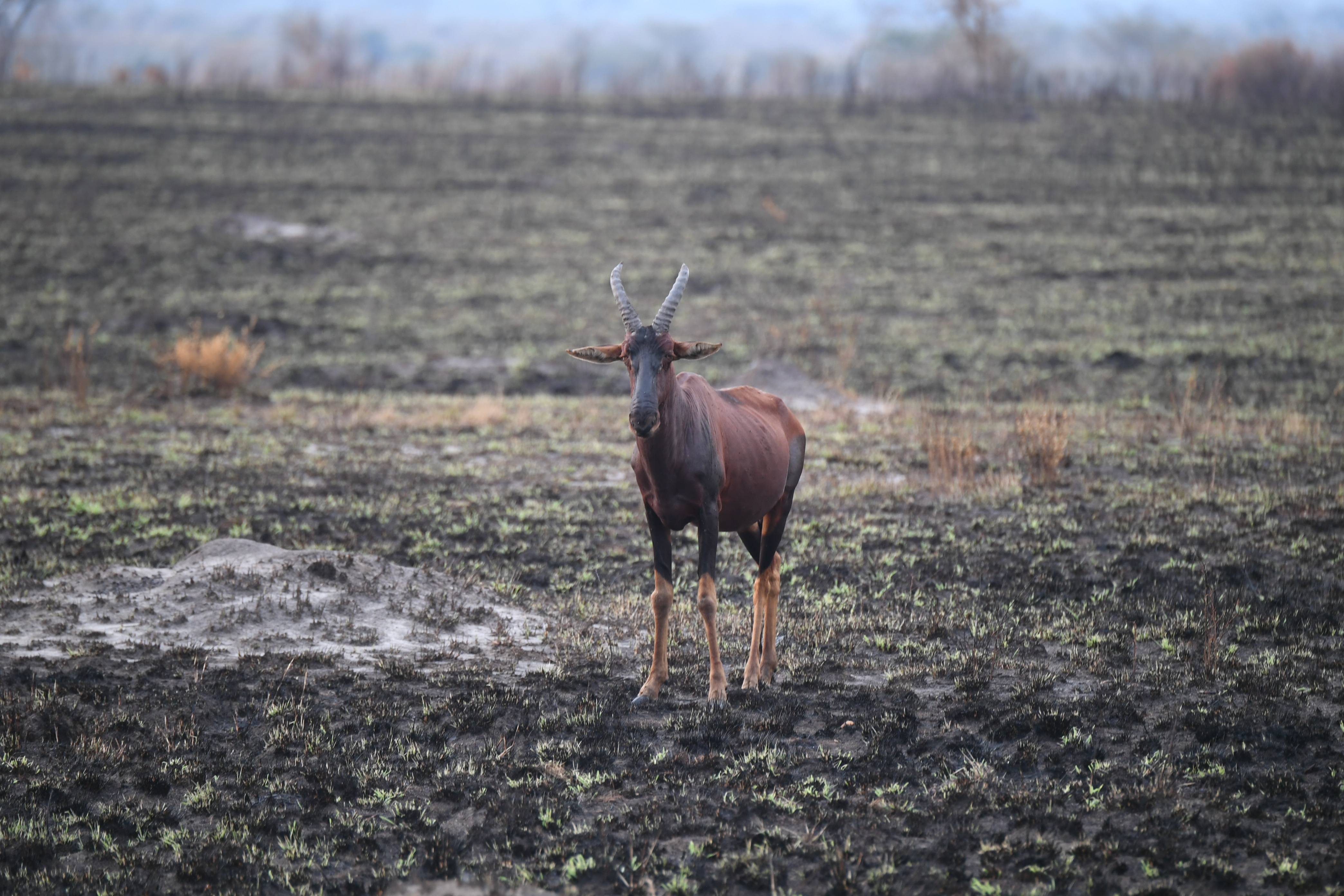 Ishasha Sector, Queen Elizabeth National Park