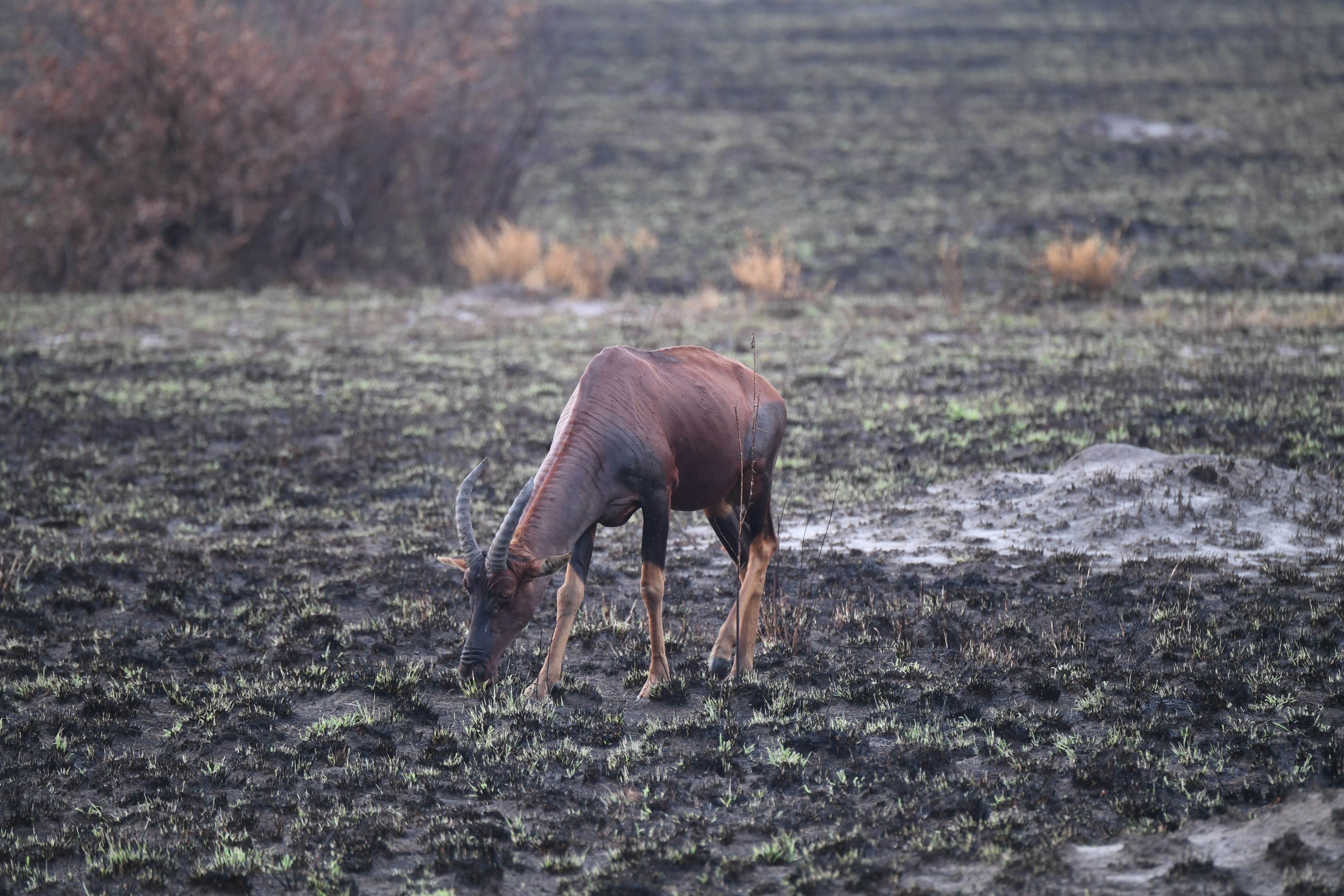 Ishasha Sector, Queen Elizabeth National Park