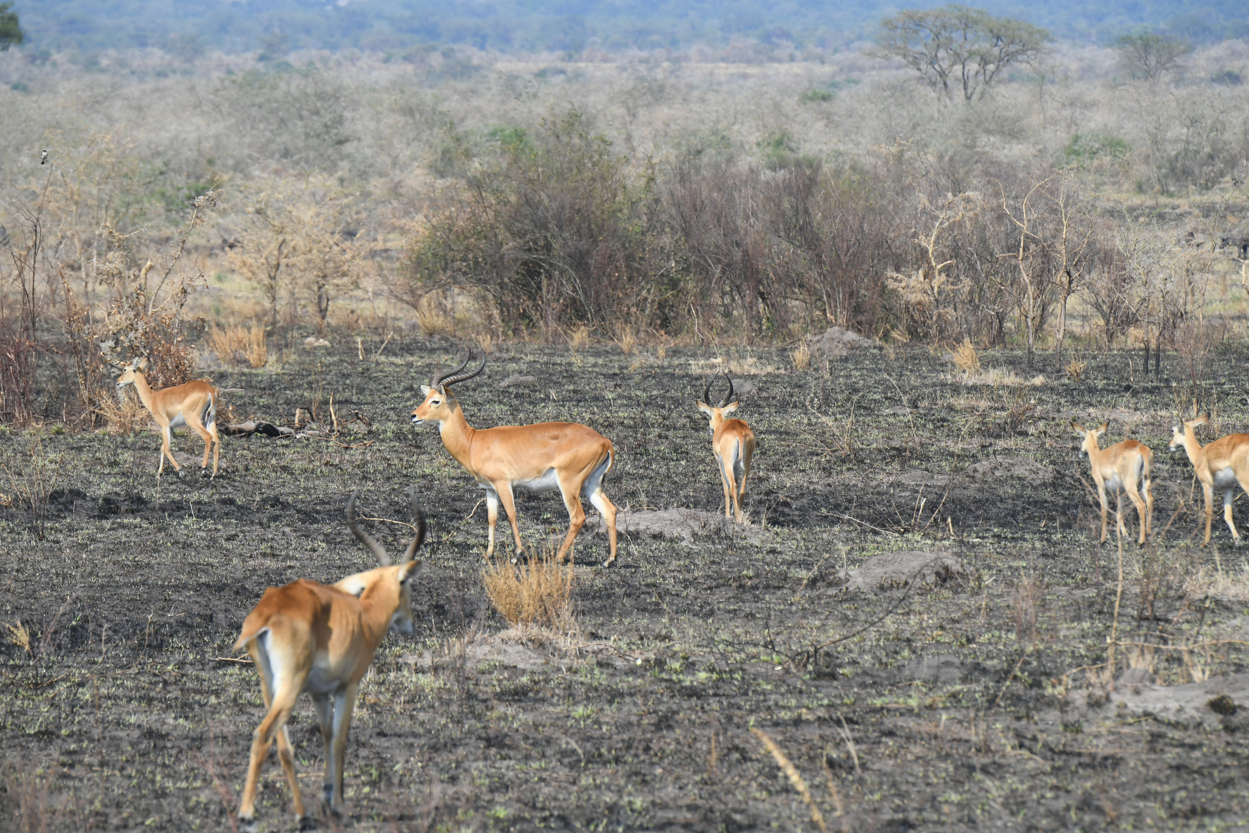 Ishasha Sector, Queen Elizabeth National Park