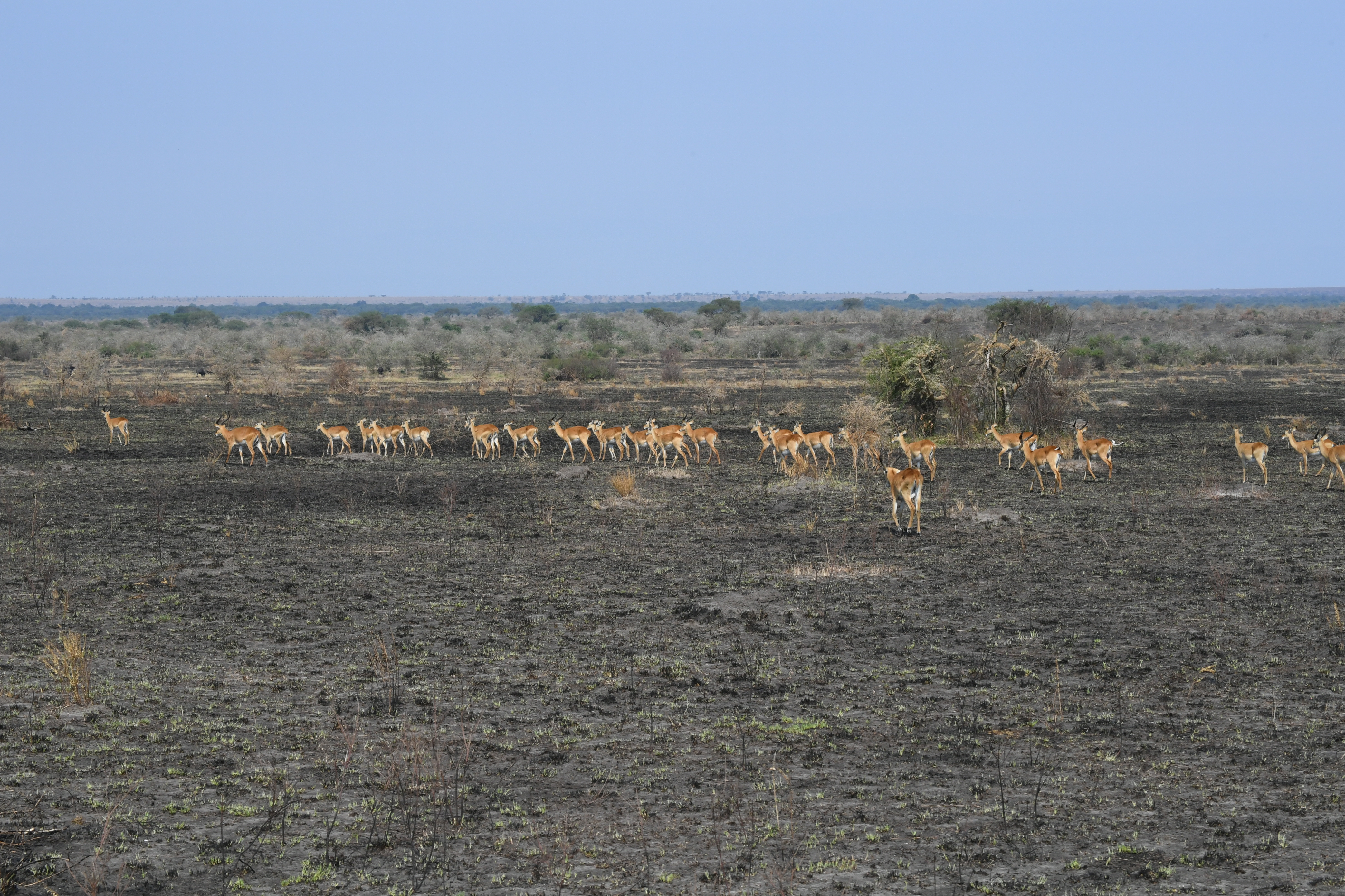 Ishasha Sector, Queen Elizabeth National Park