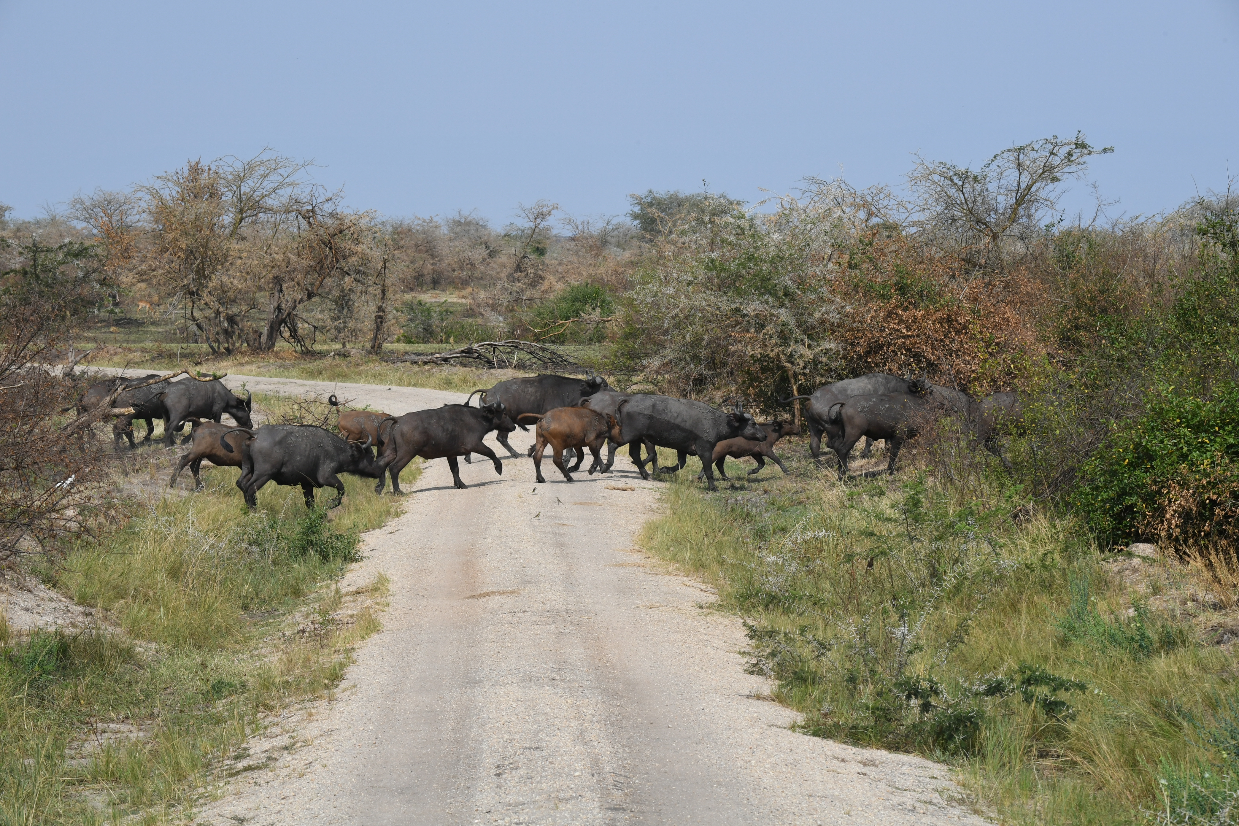 Ishasha Sector, Queen Elizabeth National Park