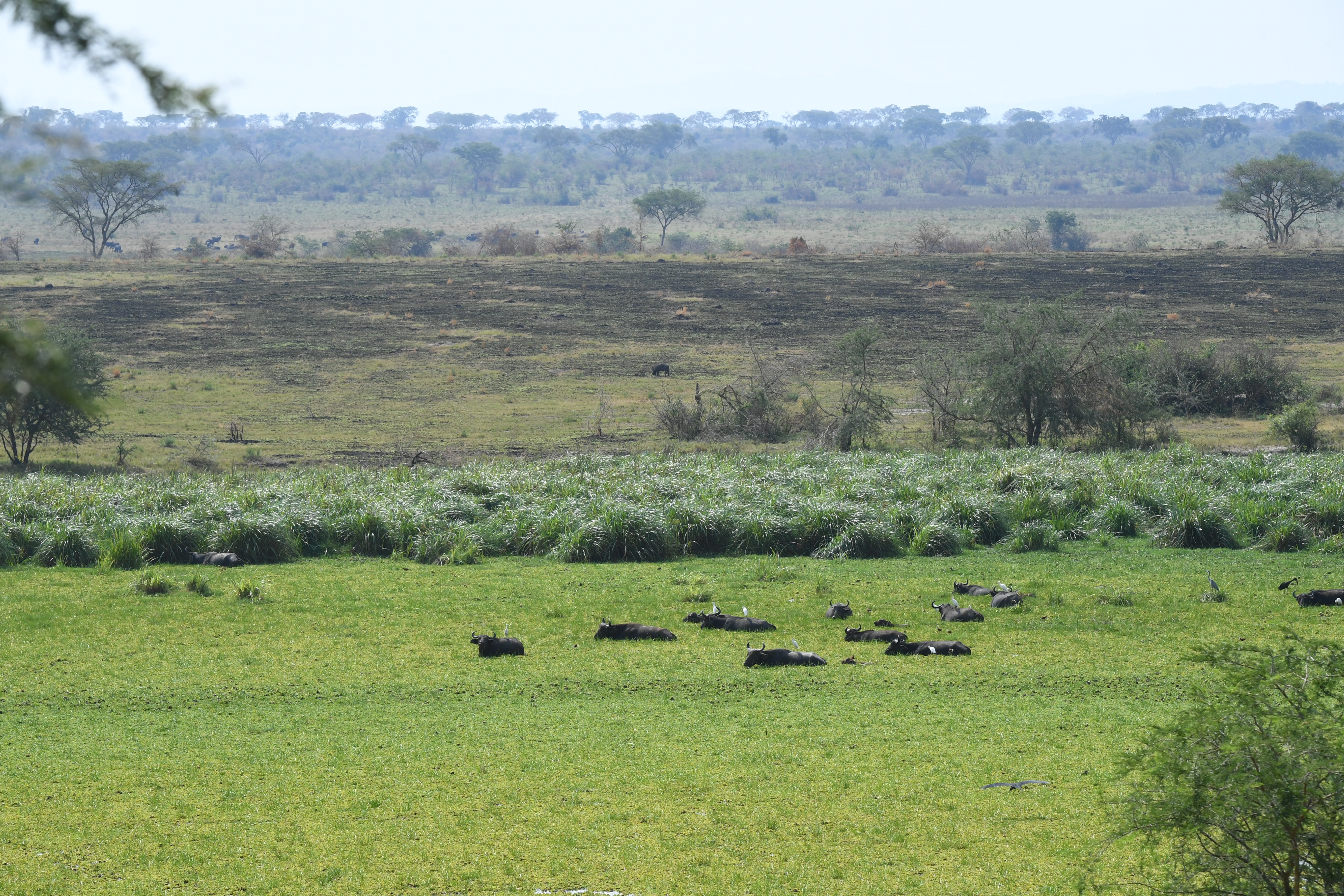 Ishasha Sector, Queen Elizabeth National Park