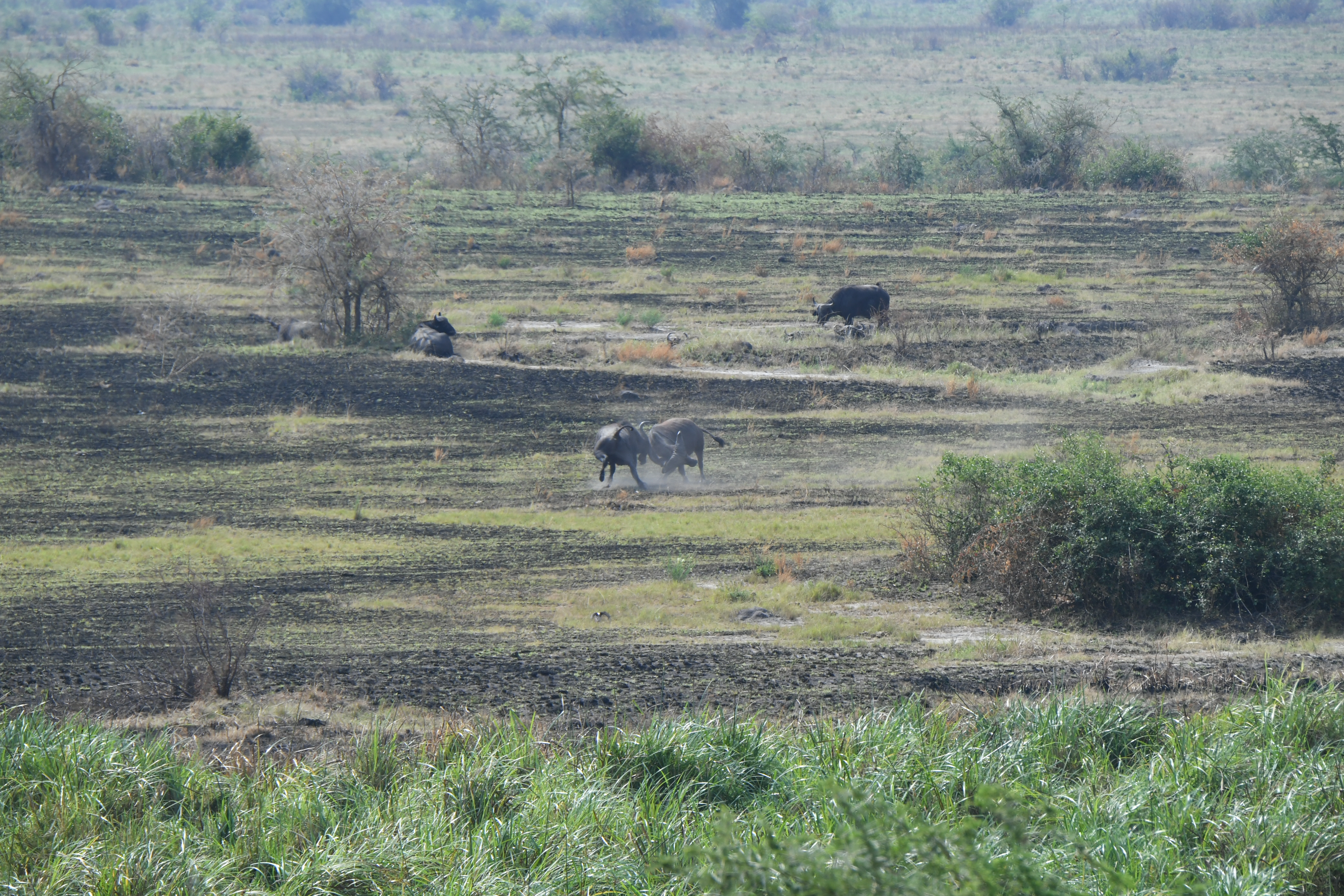 Ishasha Sector, Queen Elizabeth National Park
