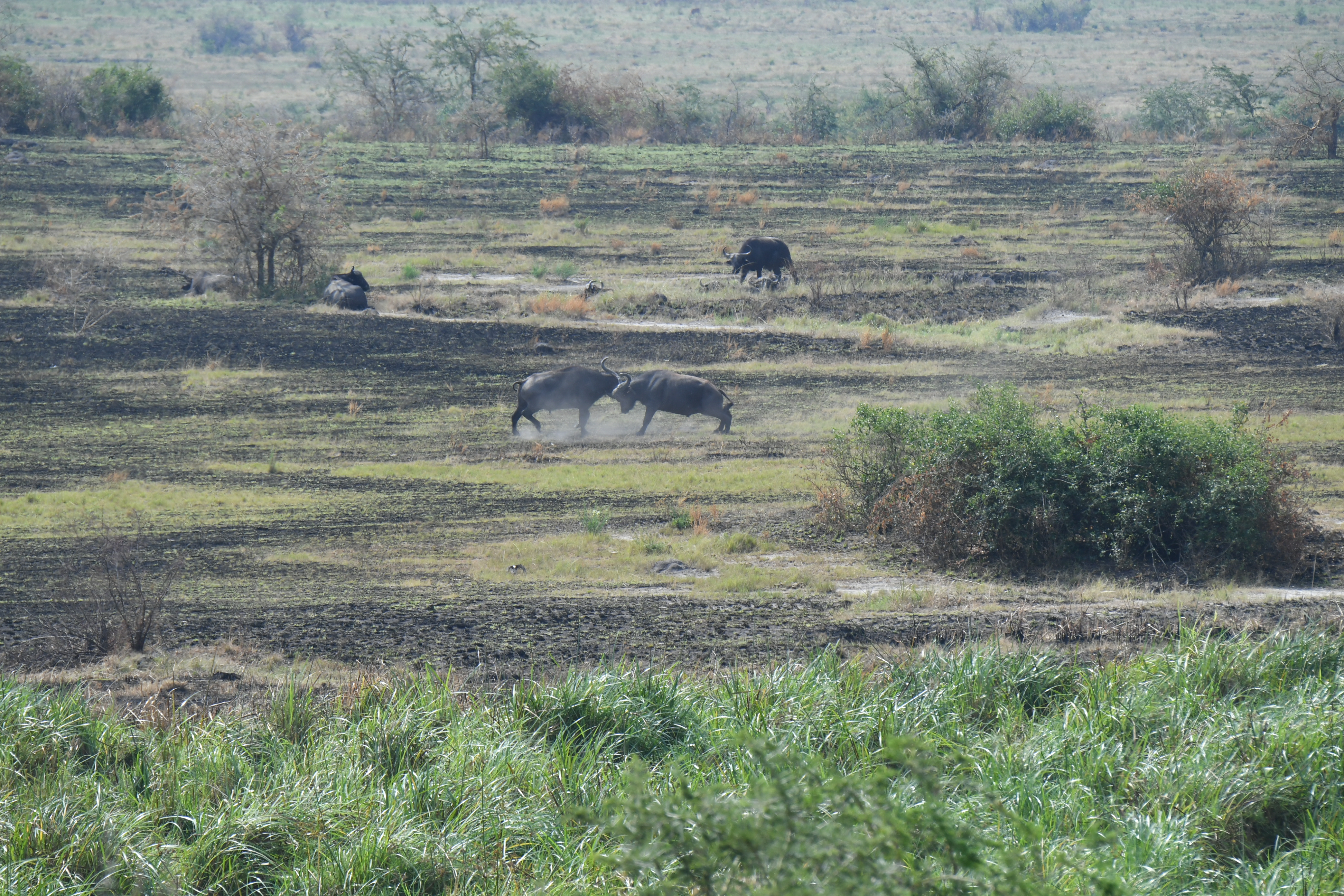Ishasha Sector, Queen Elizabeth National Park