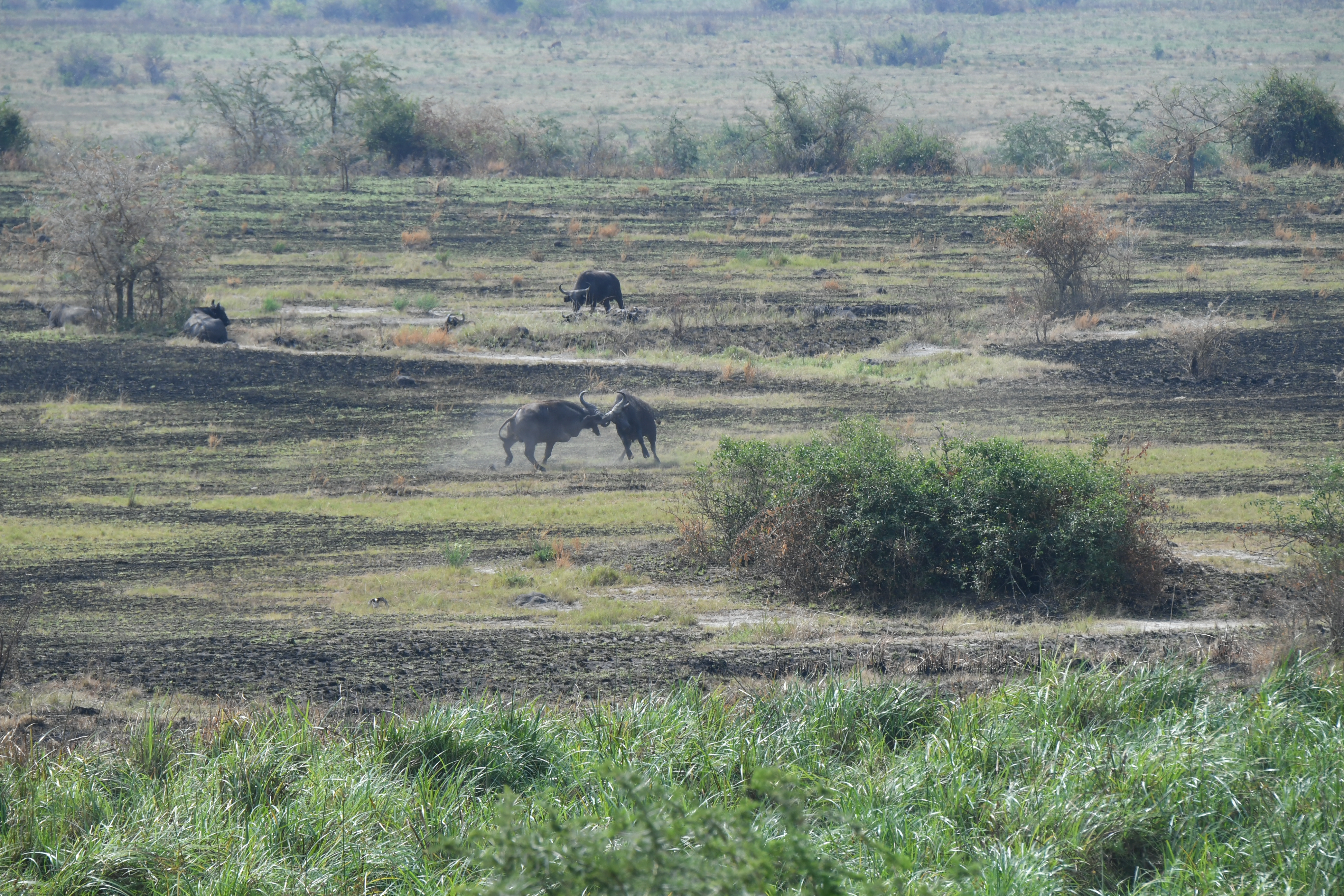 Ishasha Sector, Queen Elizabeth National Park