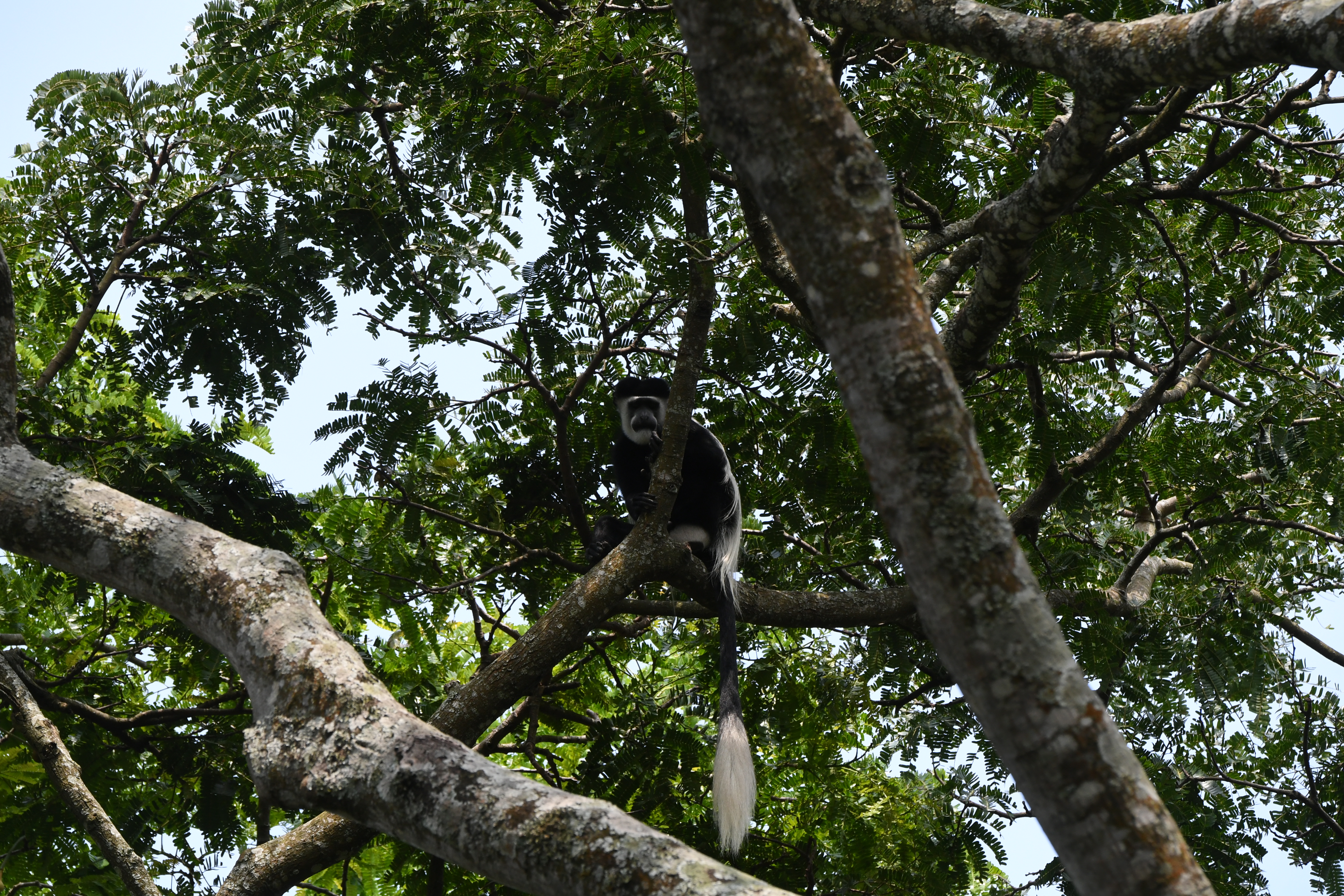 Ishasha River, Ishasha Airfield, Ishasha Sector, Queen Elizabeth National Park