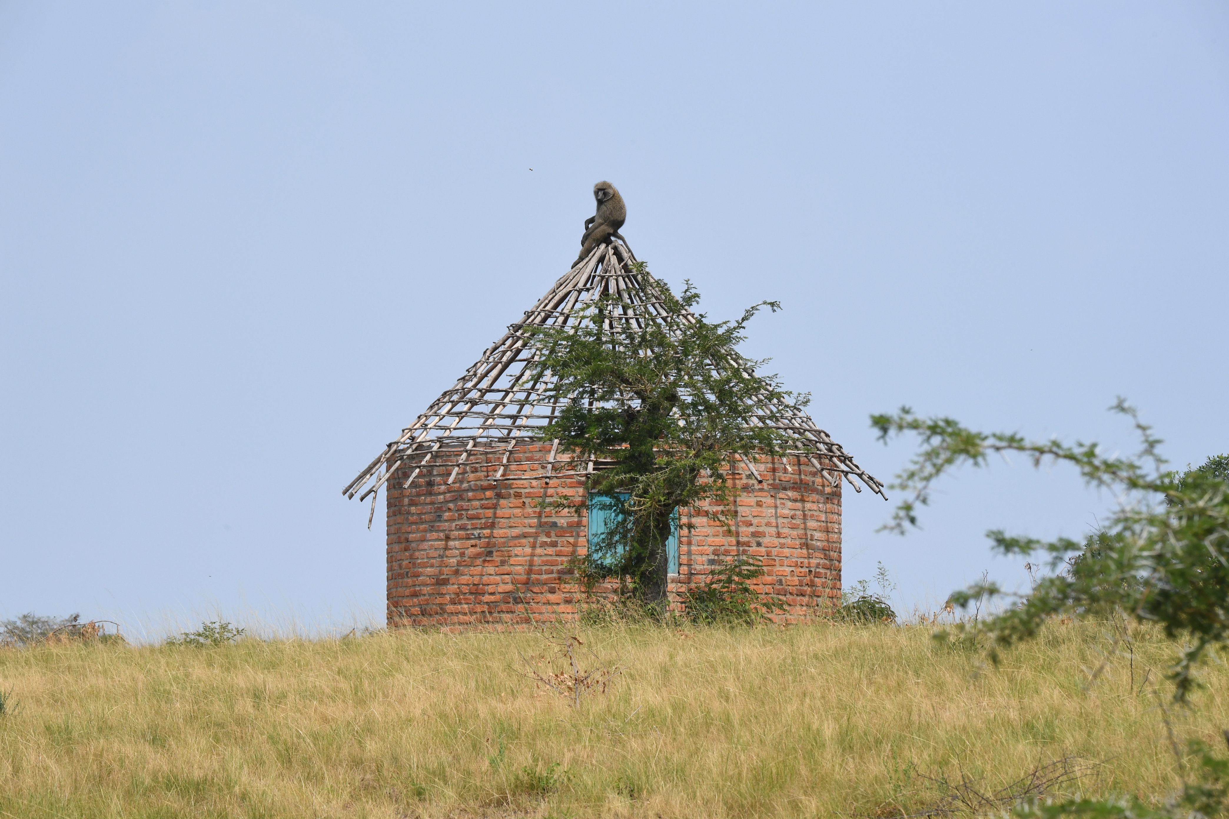 Ishasha Sector, Queen Elizabeth National Park