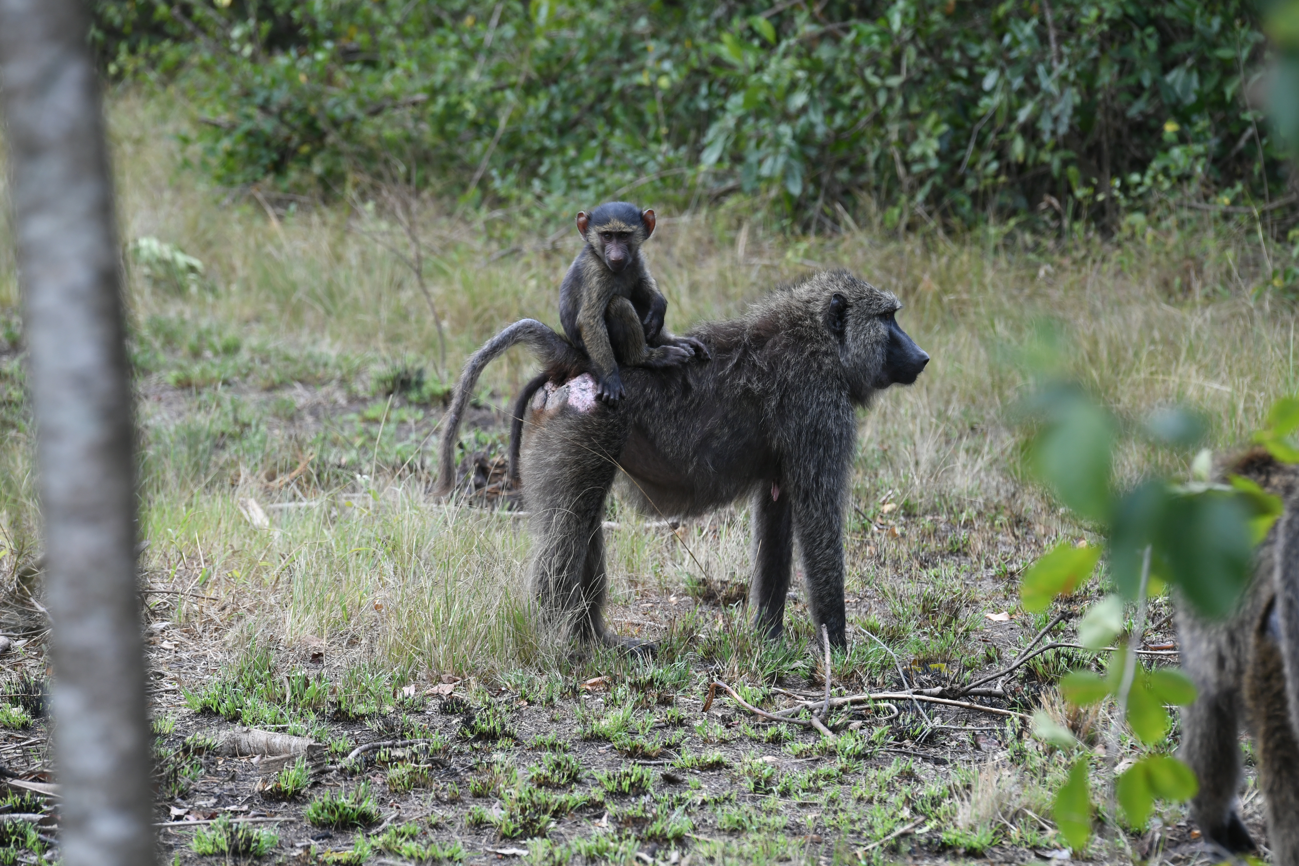 Ishasha Sector, Queen Elizabeth National Park