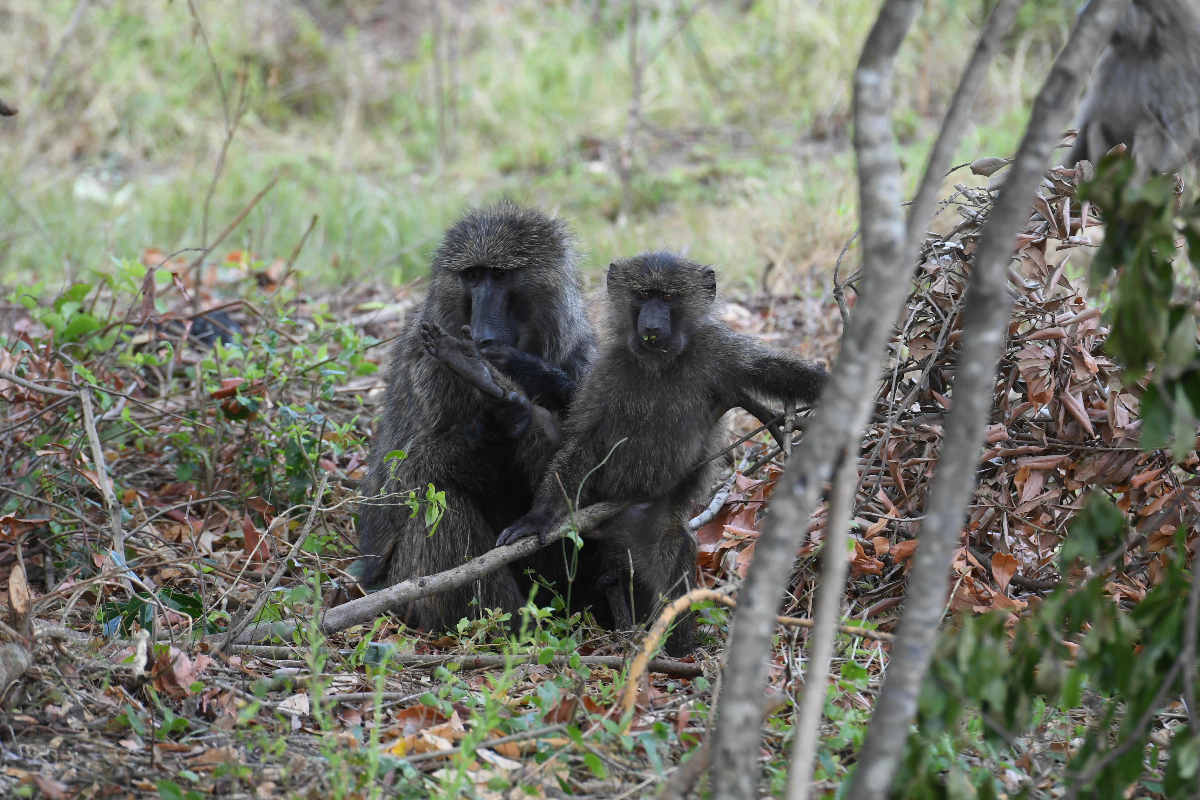 Ishasha Sector, Queen Elizabeth National Park