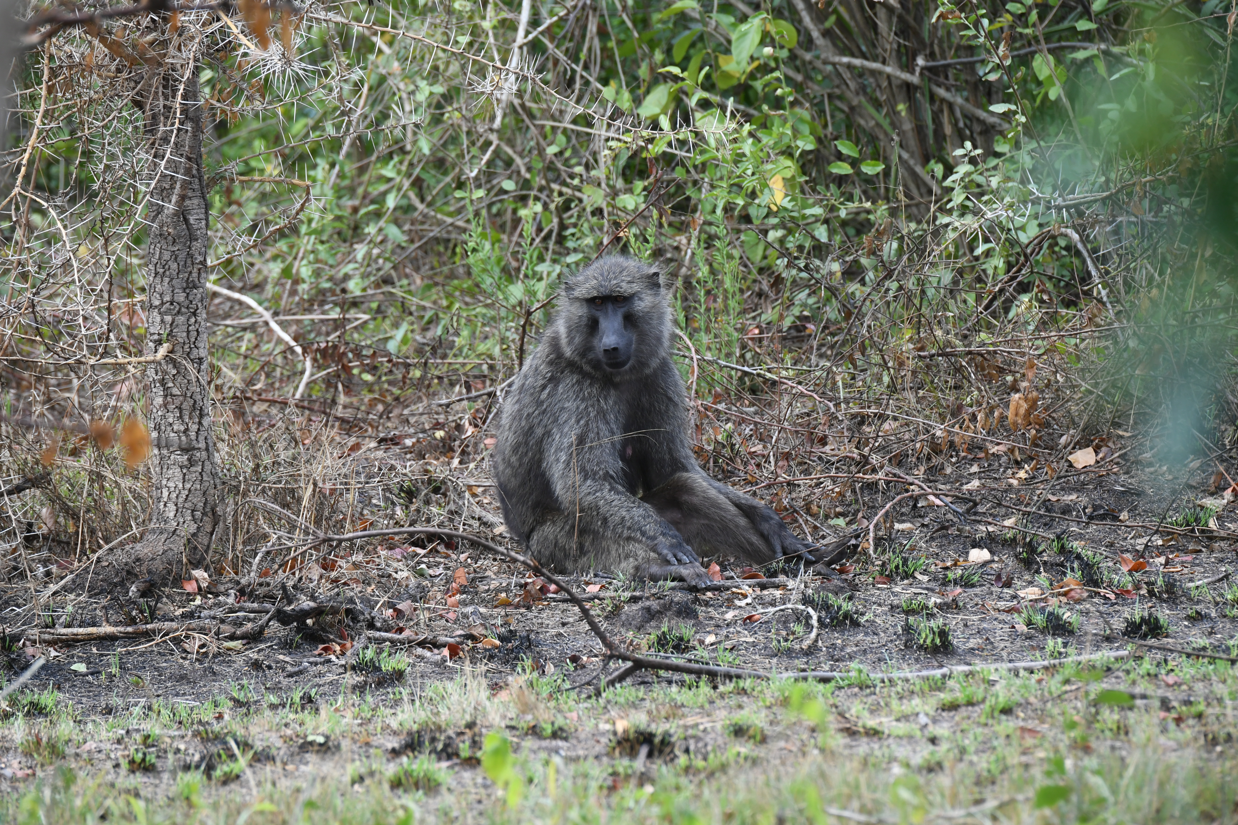 Ishasha Sector, Queen Elizabeth National Park