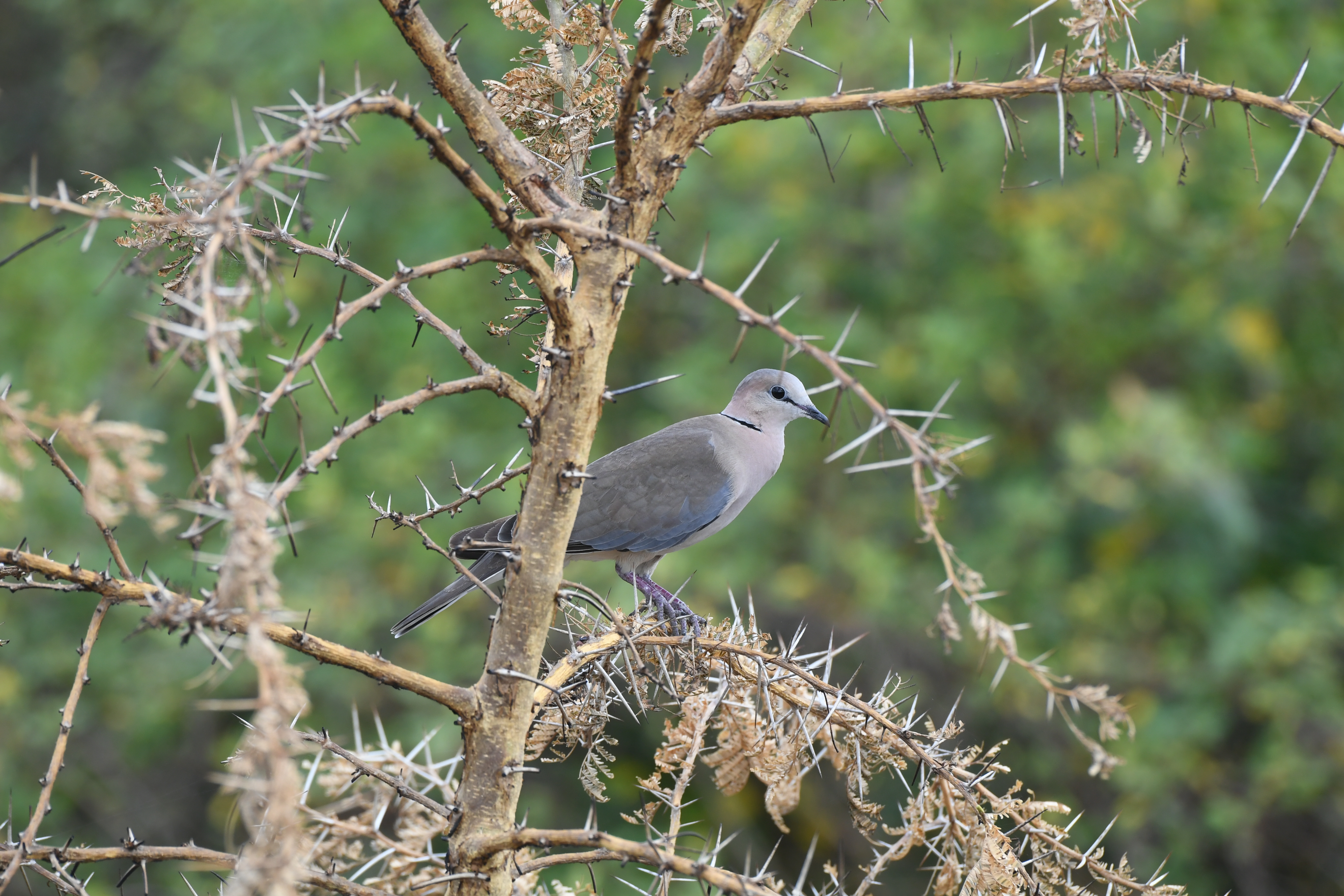 Ishasha Sector, Queen Elizabeth National Park