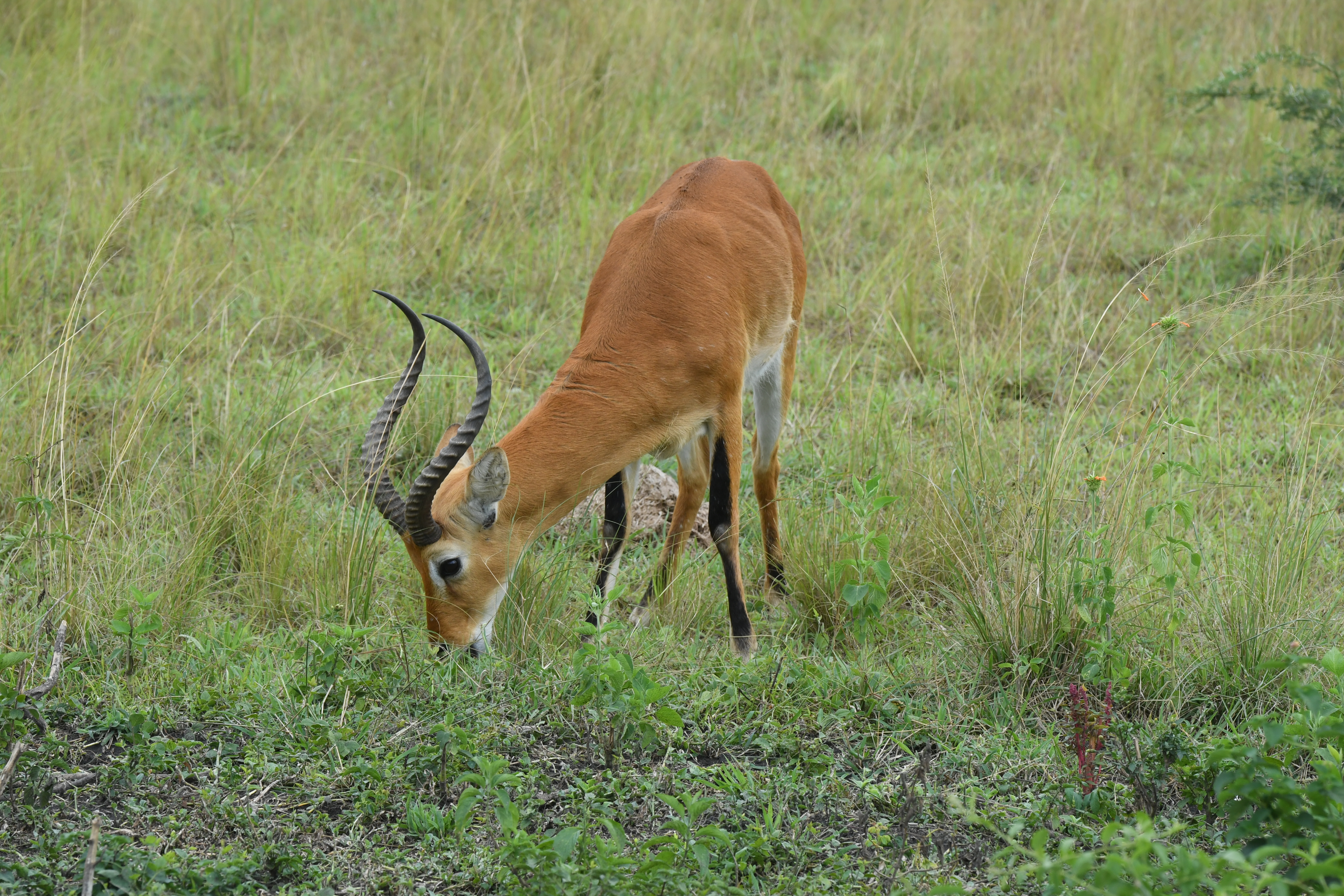 Ishasha Sector, Queen Elizabeth National Park