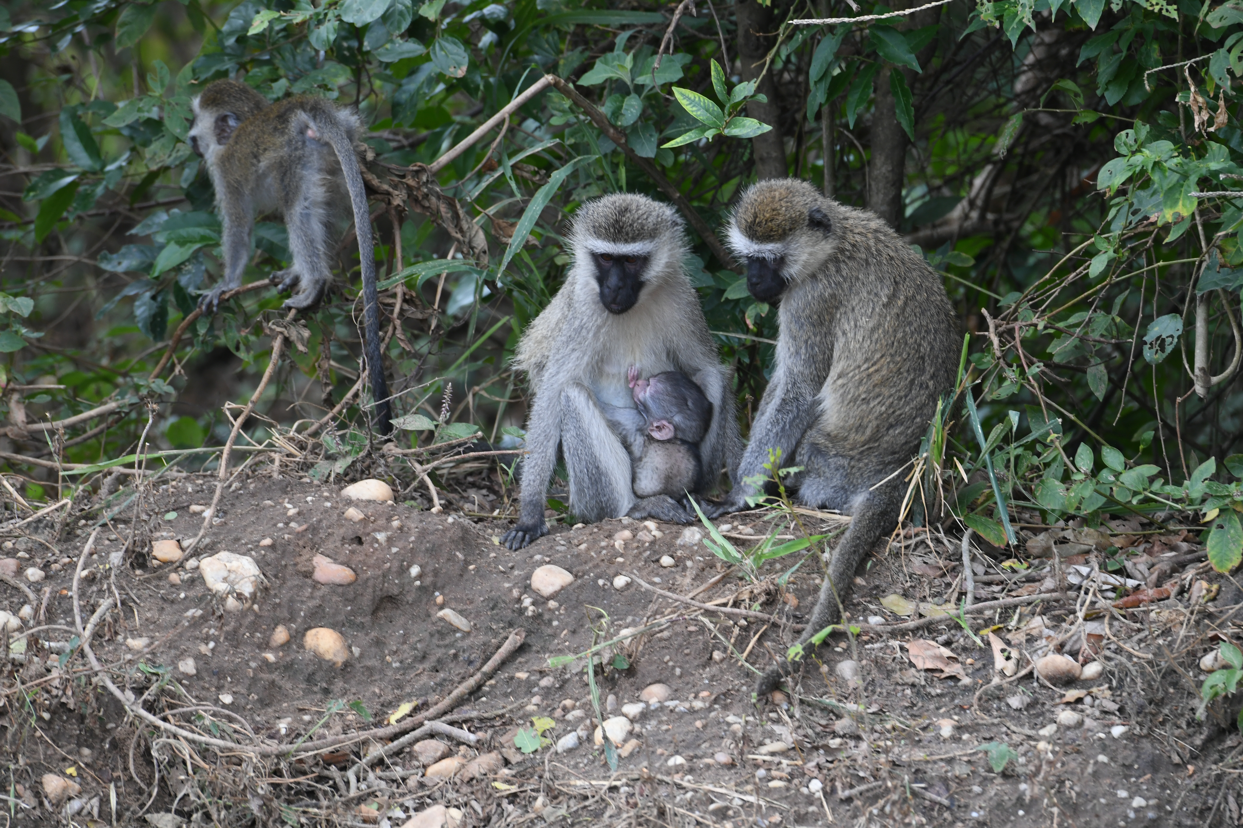 Ishasha Sector, Queen Elizabeth National Park