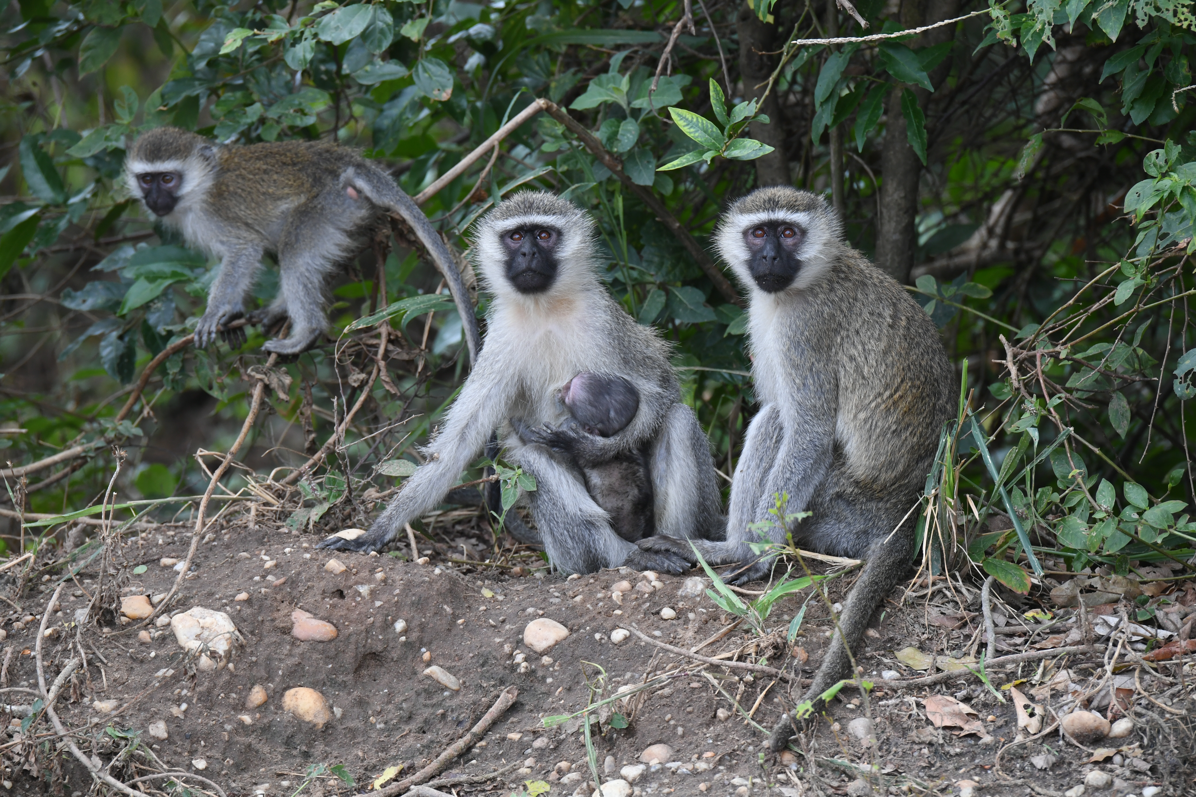 Ishasha Sector, Queen Elizabeth National Park