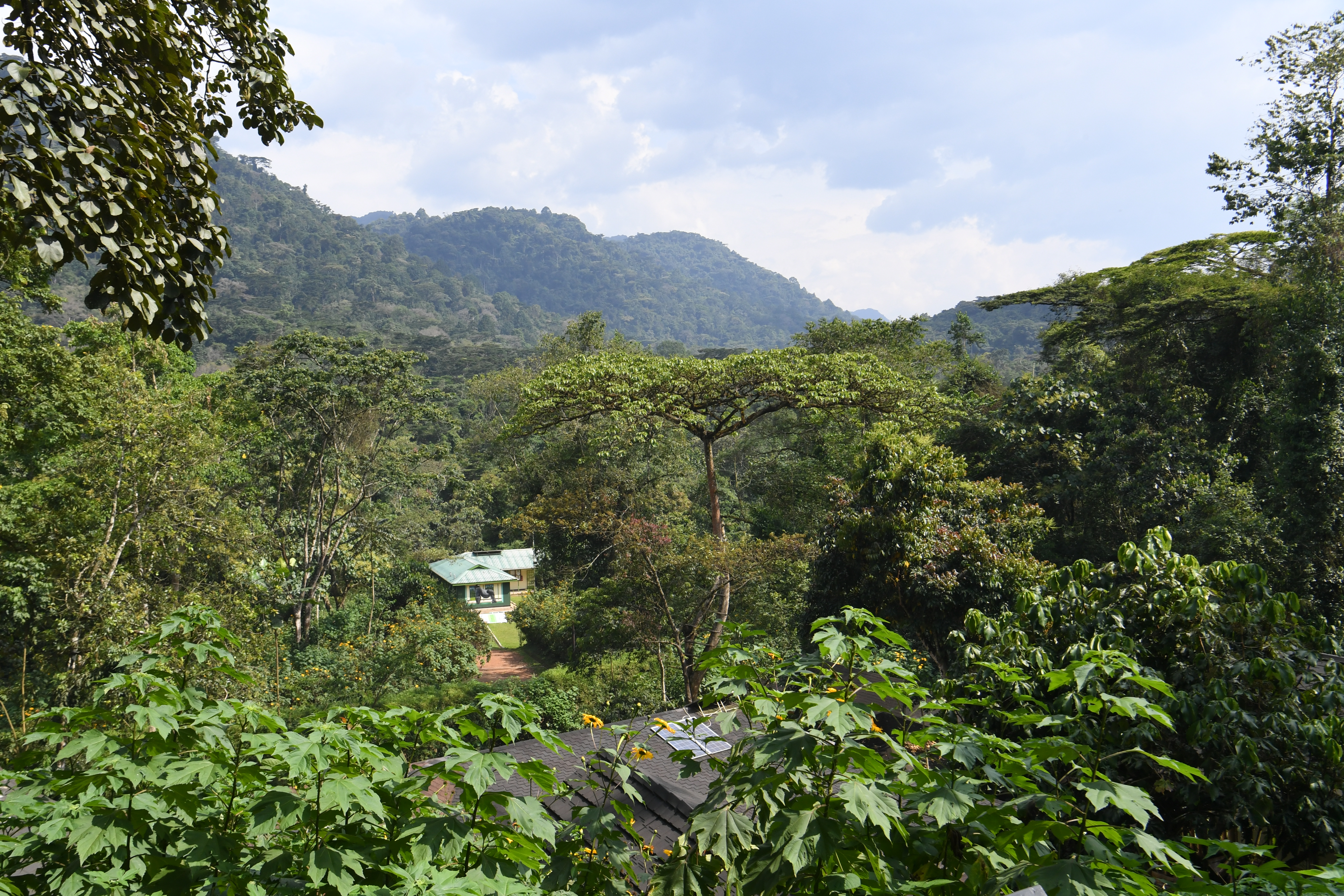 Bwindi Impenetrable Forest
