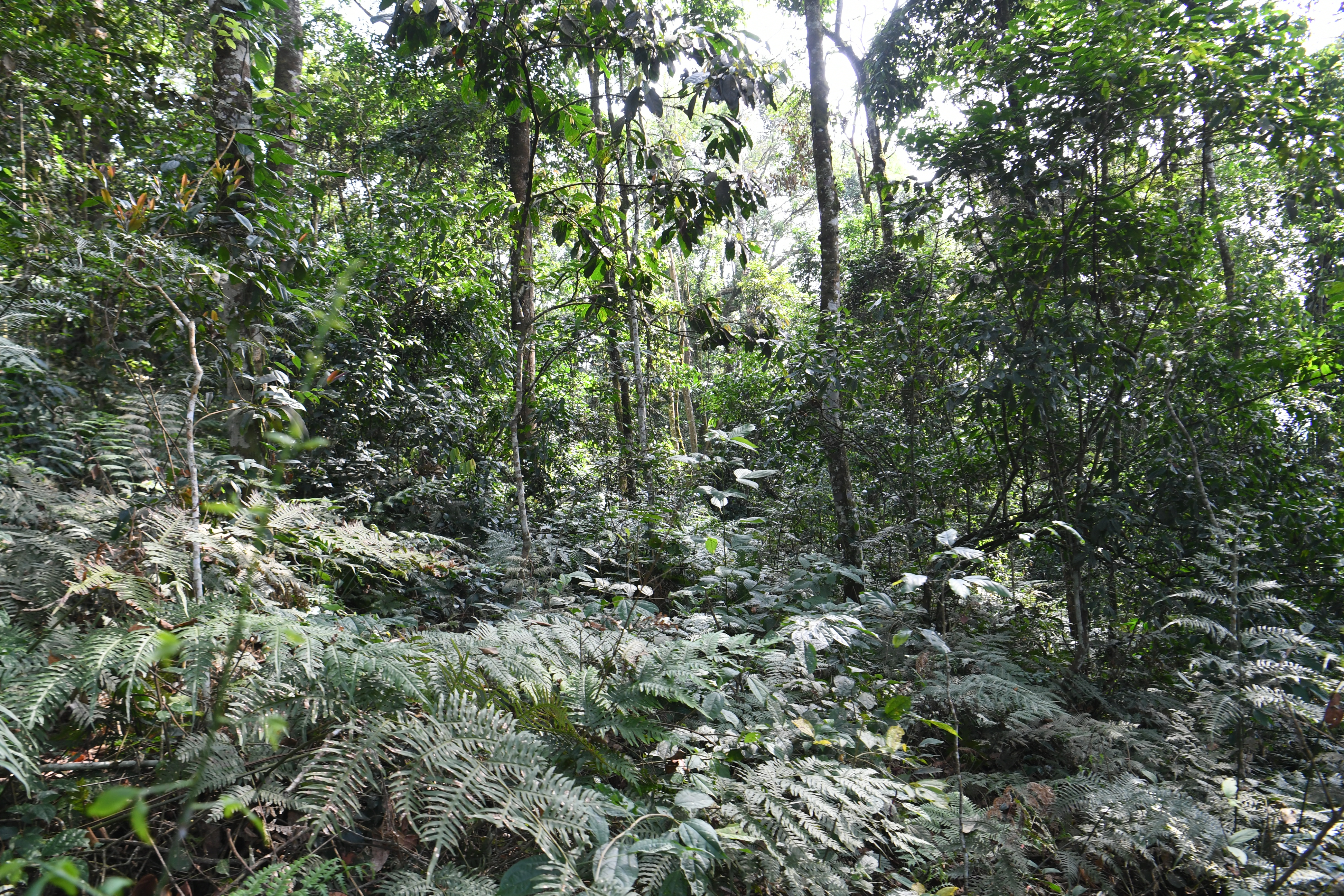 Bwindi Impenetrable Forest