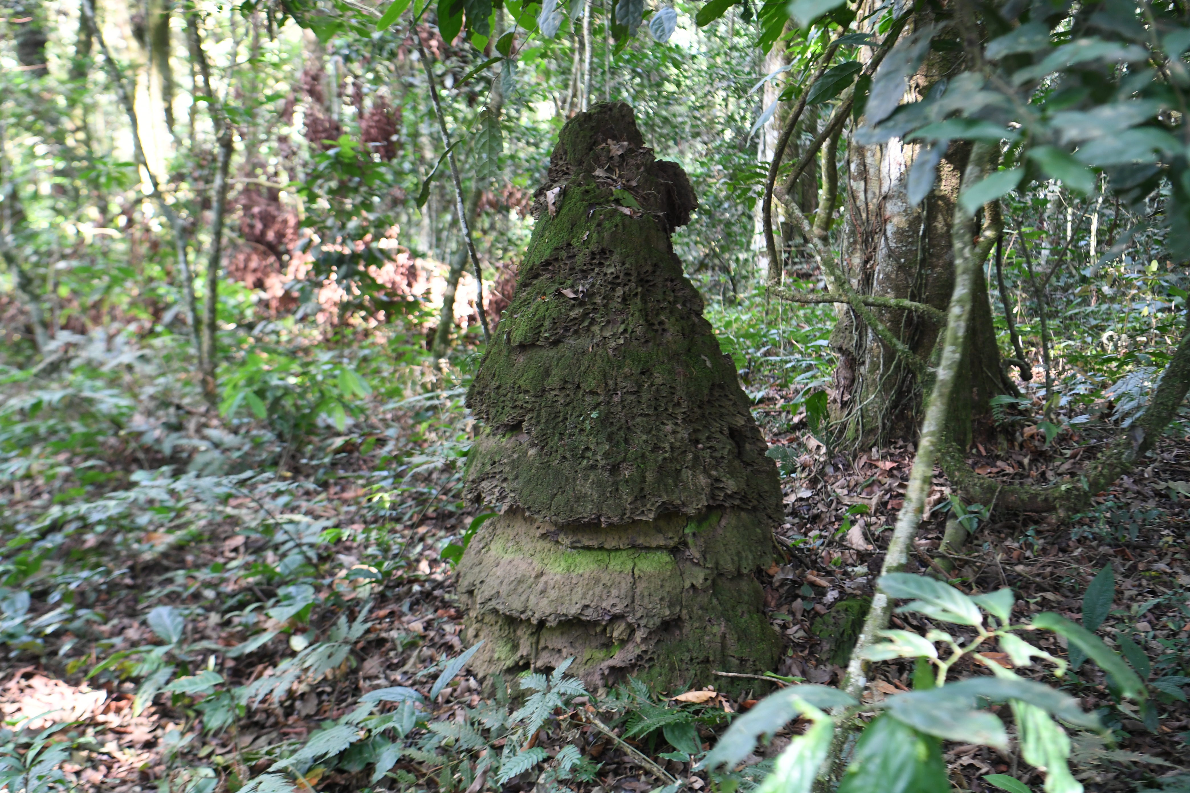 Bwindi Impenetrable Forest
