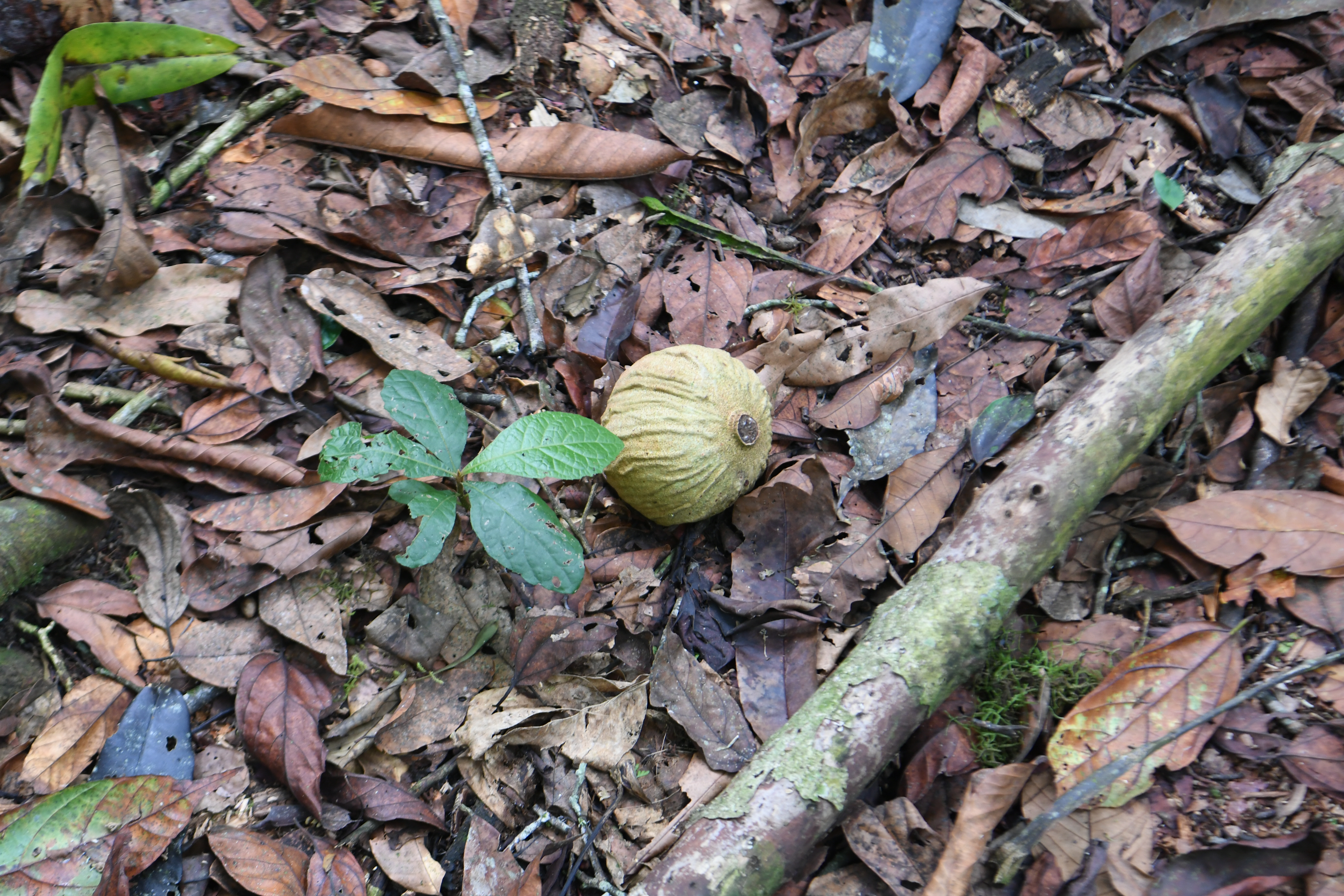 Bwindi Impenetrable Forest