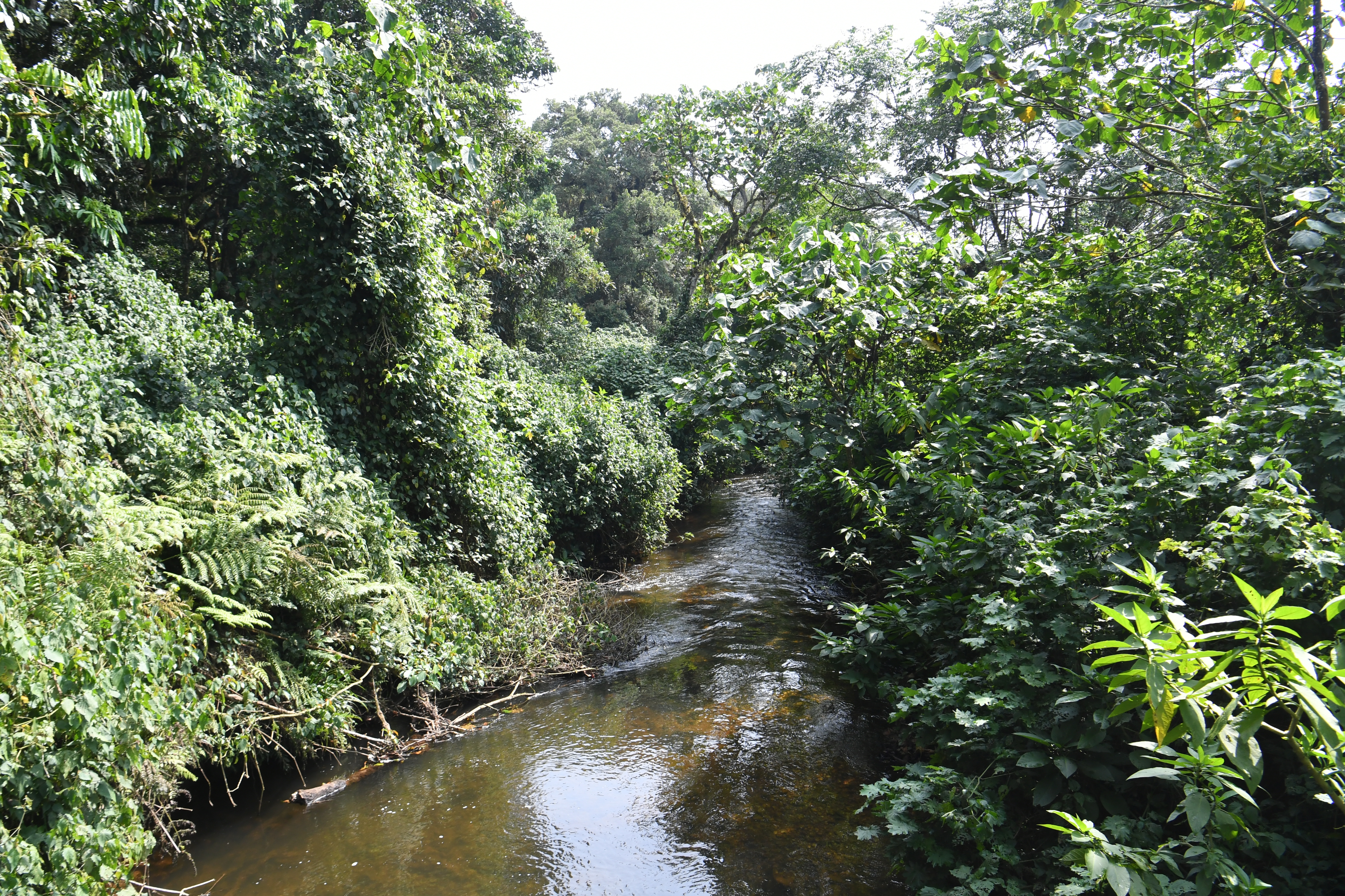 Bwindi Impenetrable Forest