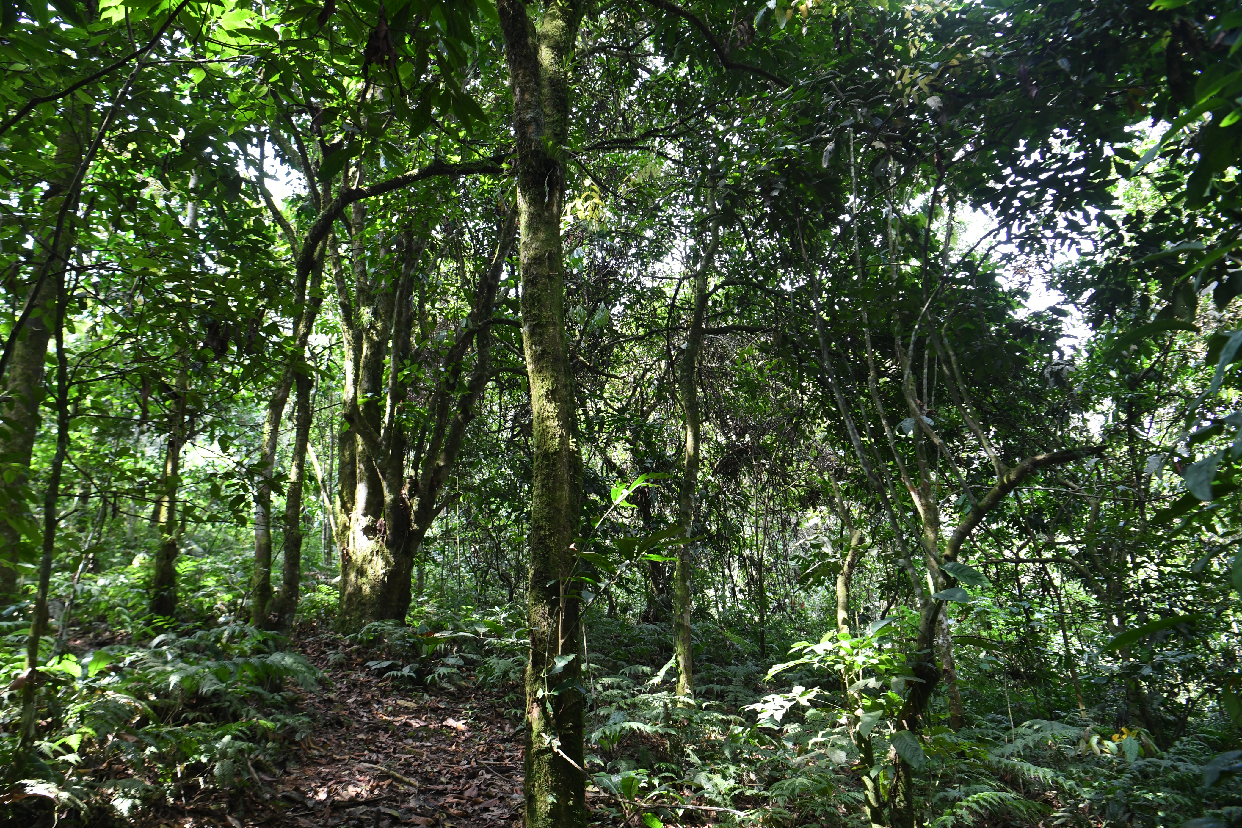 Bwindi Impenetrable Forest
