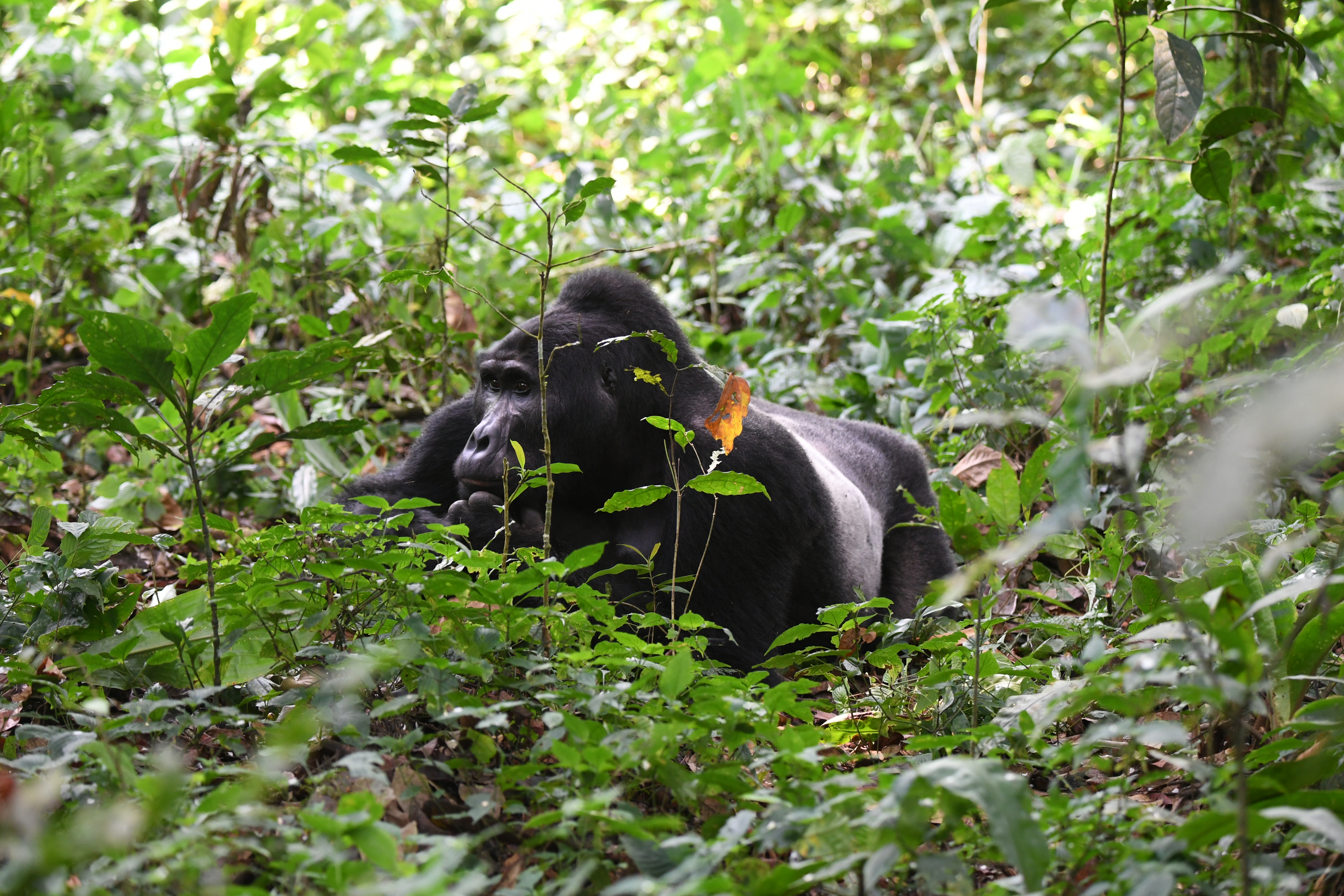 Bwindi Impenetrable Forest