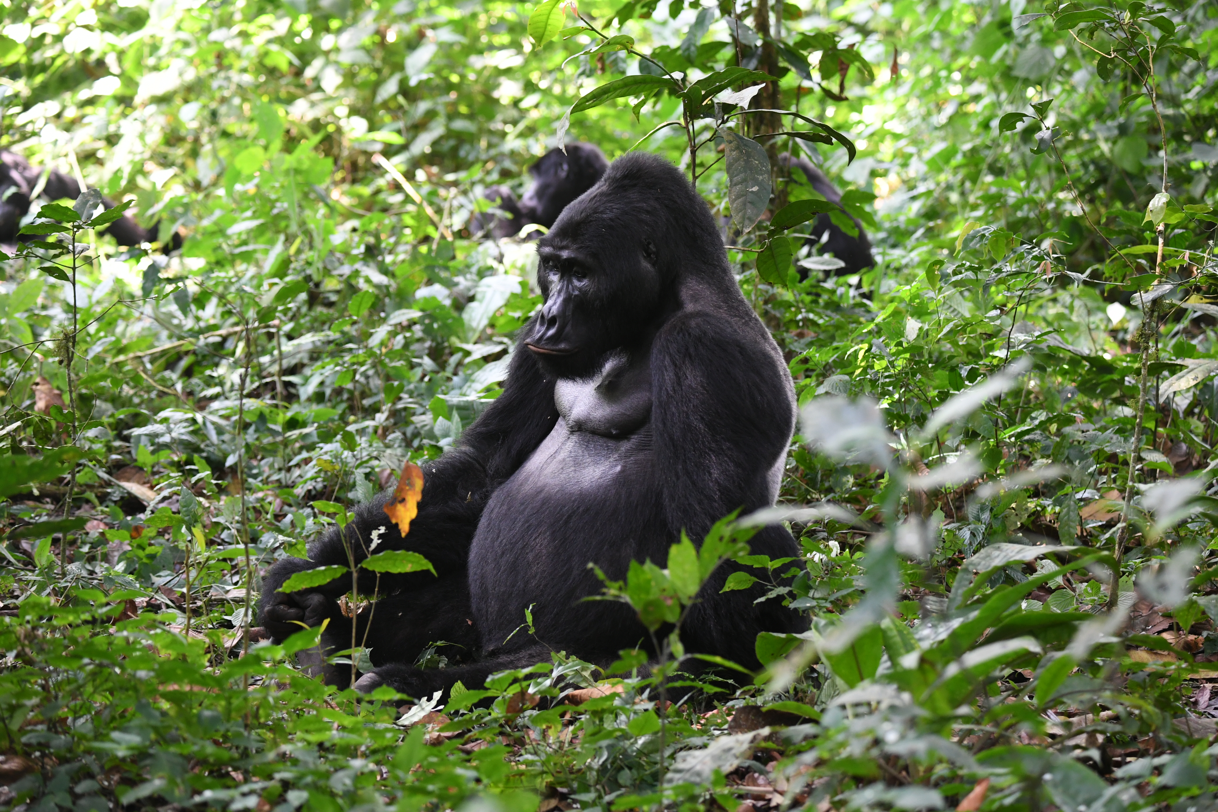 Bwindi Impenetrable Forest