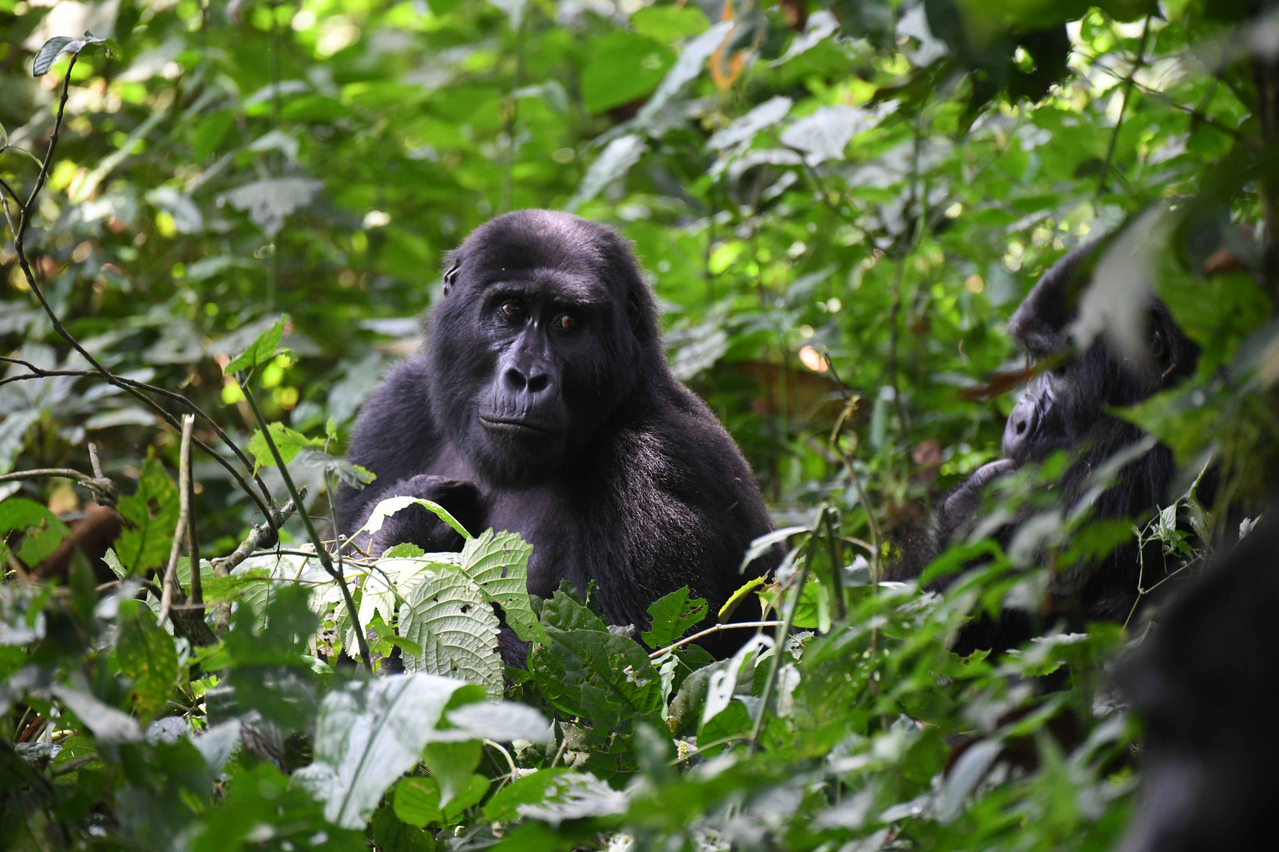 Bwindi Impenetrable Forest