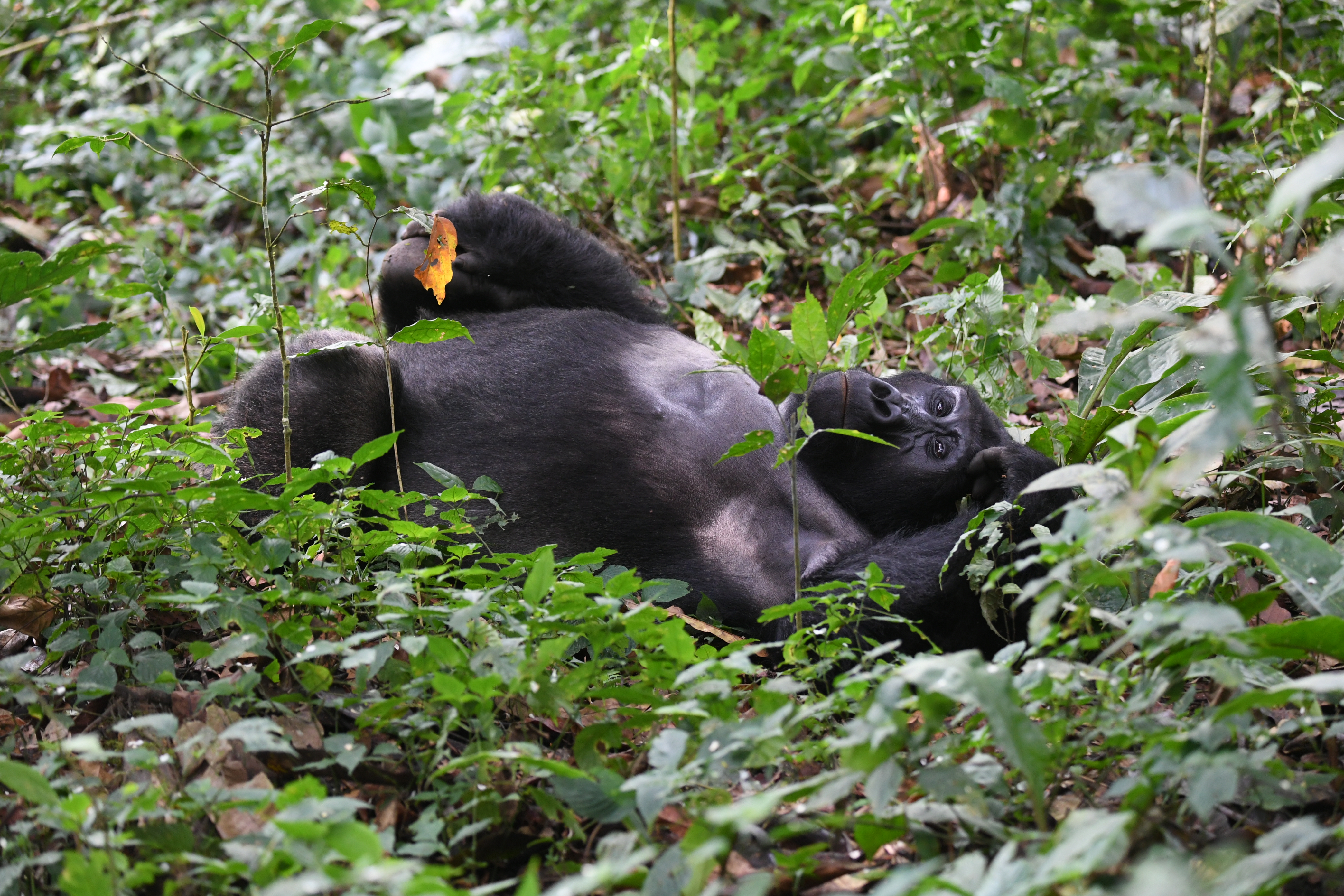 Bwindi Impenetrable Forest