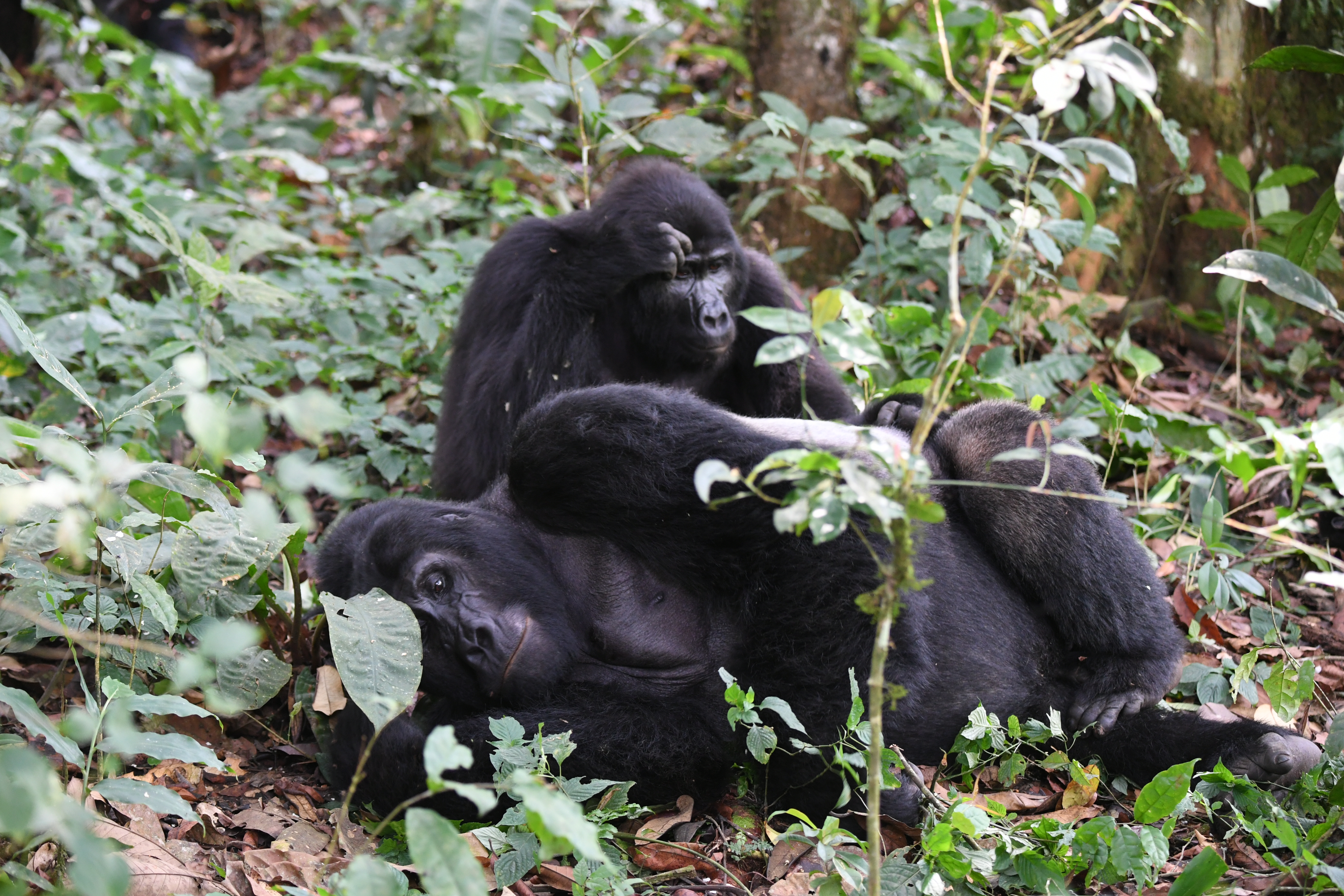 Bwindi Impenetrable Forest