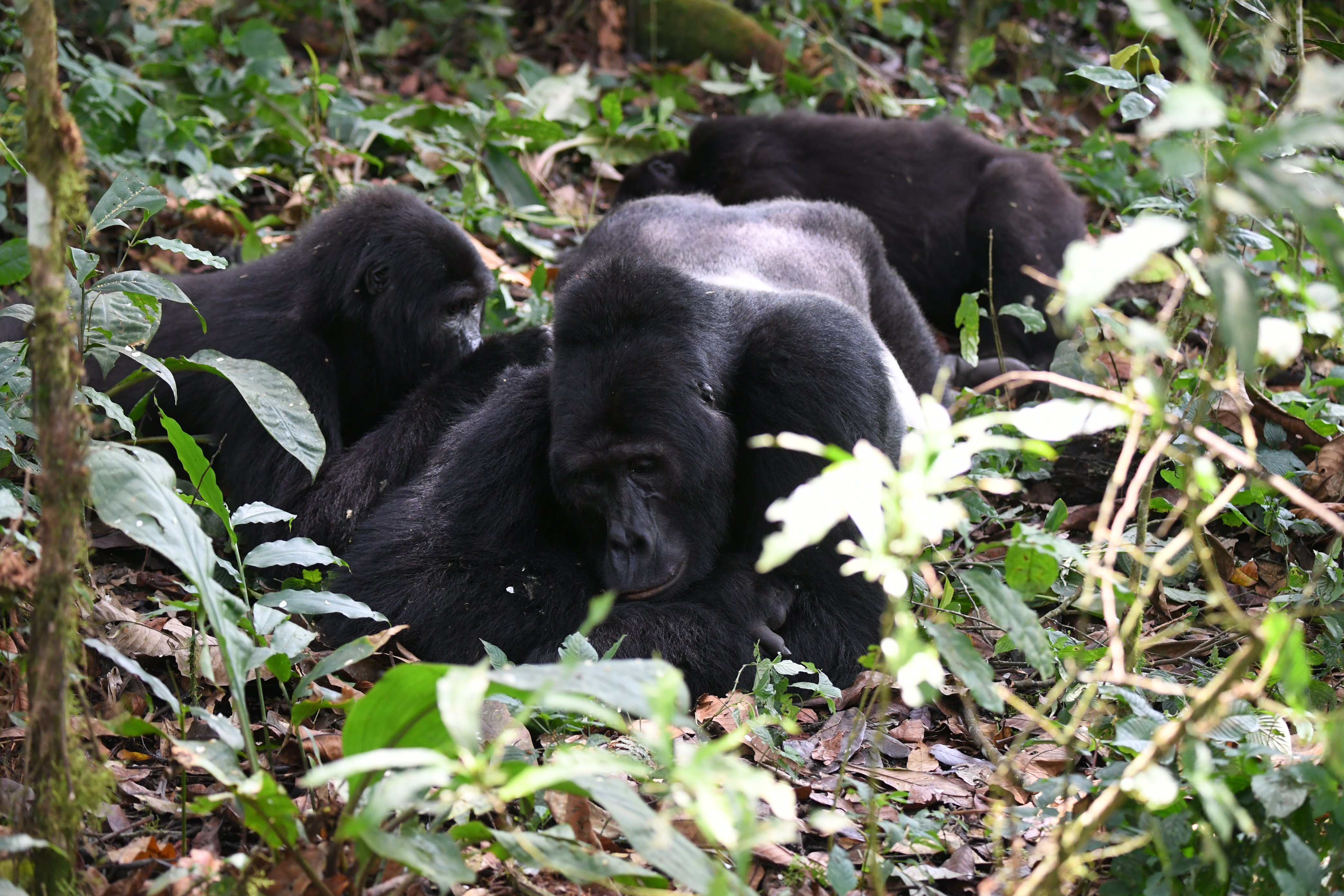 Bwindi Impenetrable Forest
