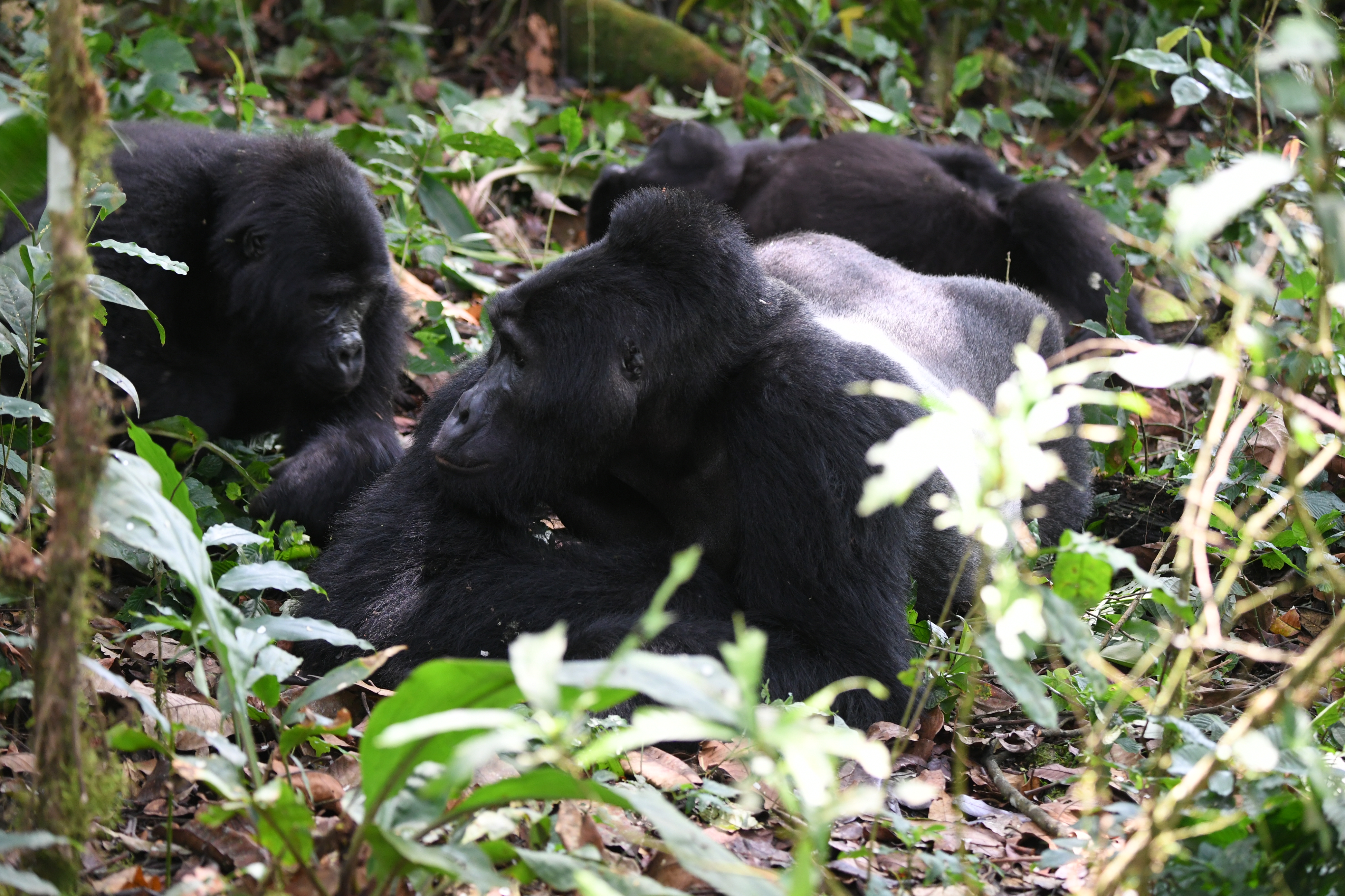 Bwindi Impenetrable Forest