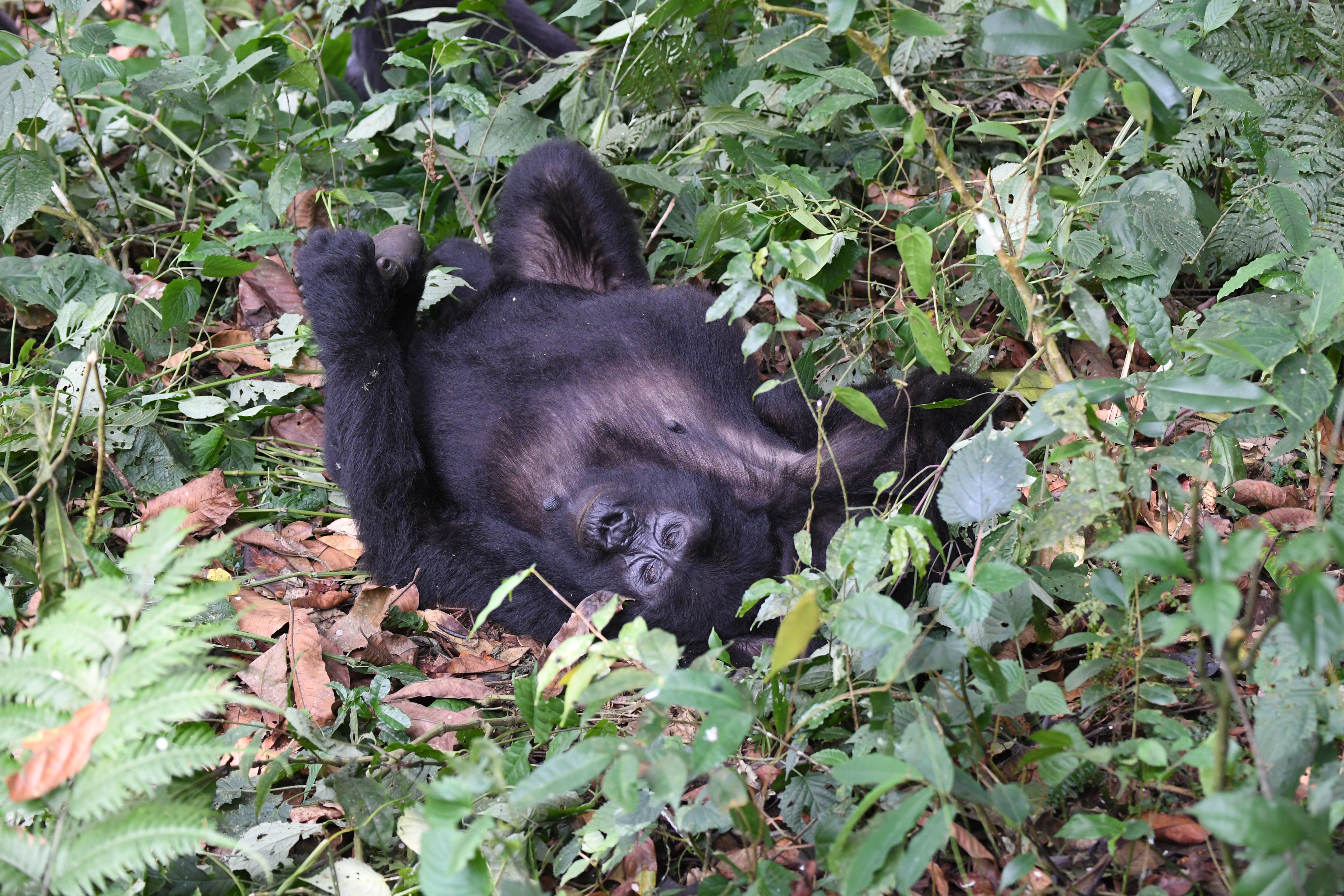 Bwindi Impenetrable Forest