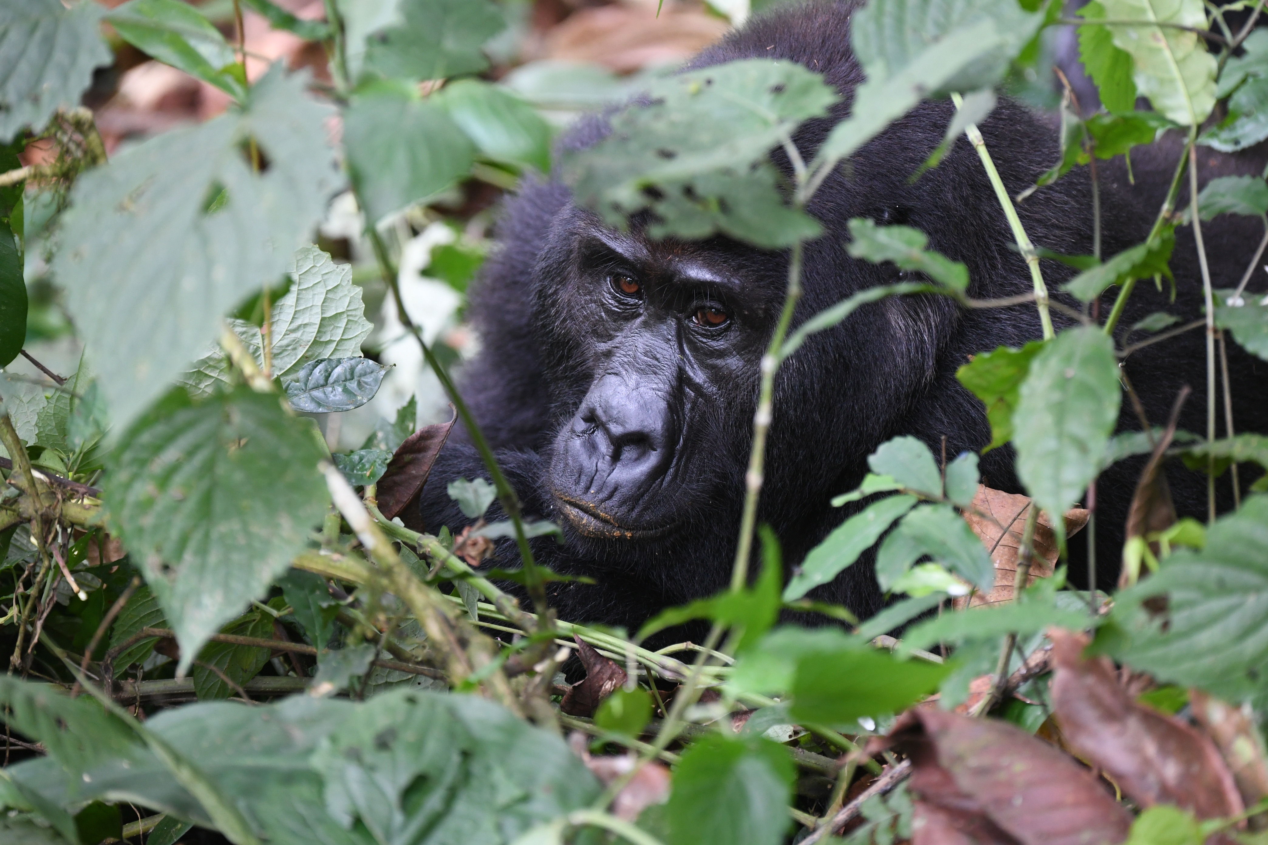 Bwindi Impenetrable Forest