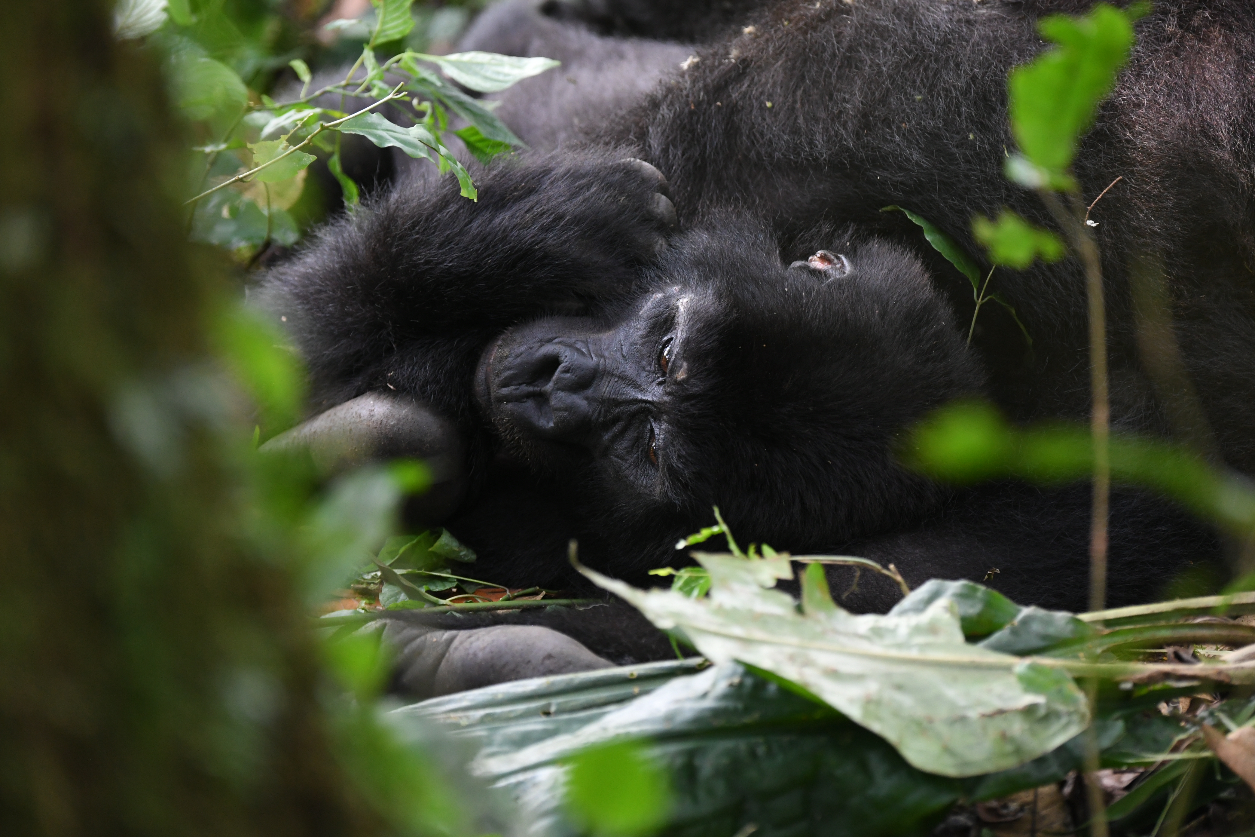Bwindi Impenetrable Forest
