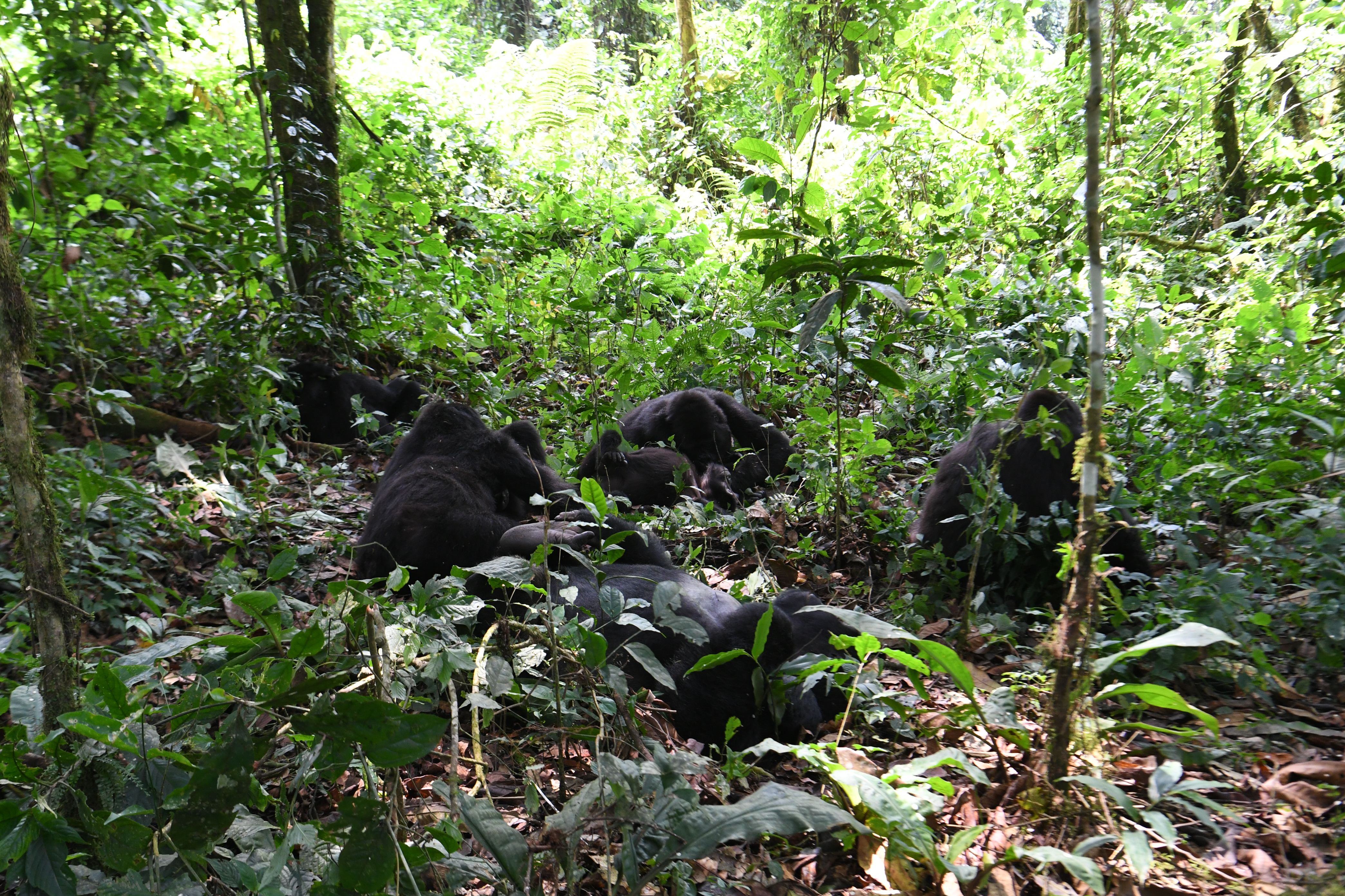 Bwindi Impenetrable Forest