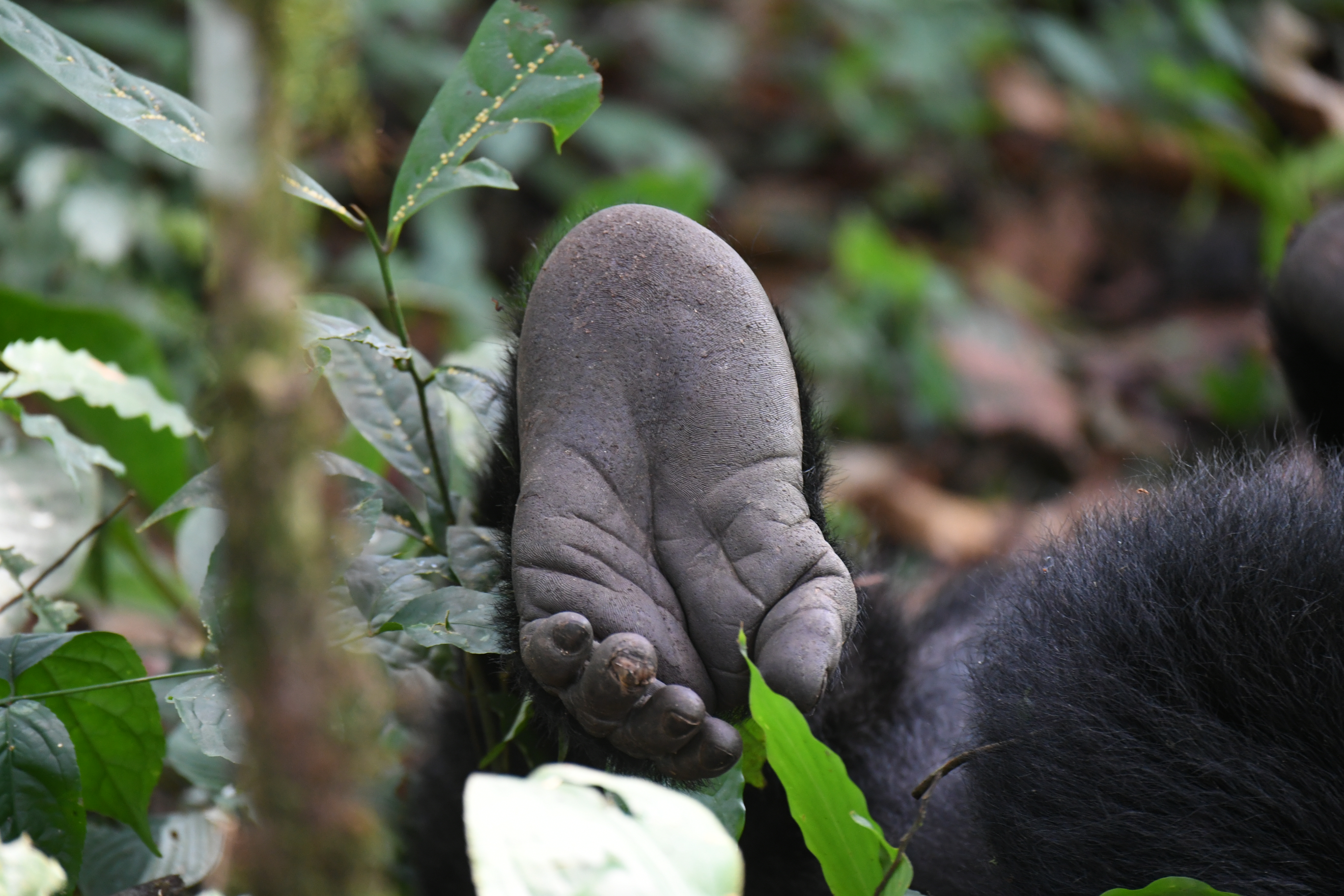 Bwindi Impenetrable Forest