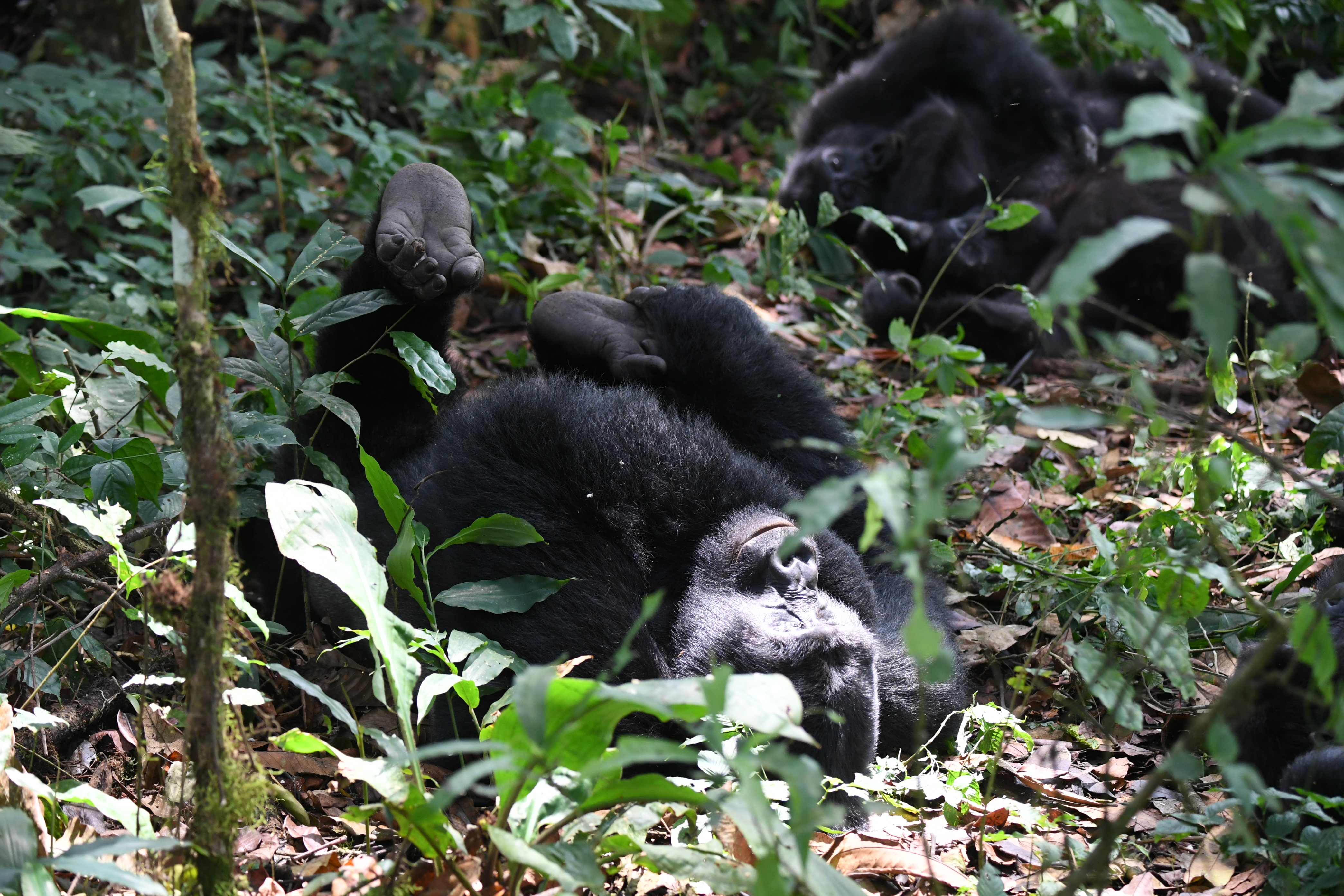 Bwindi Impenetrable Forest