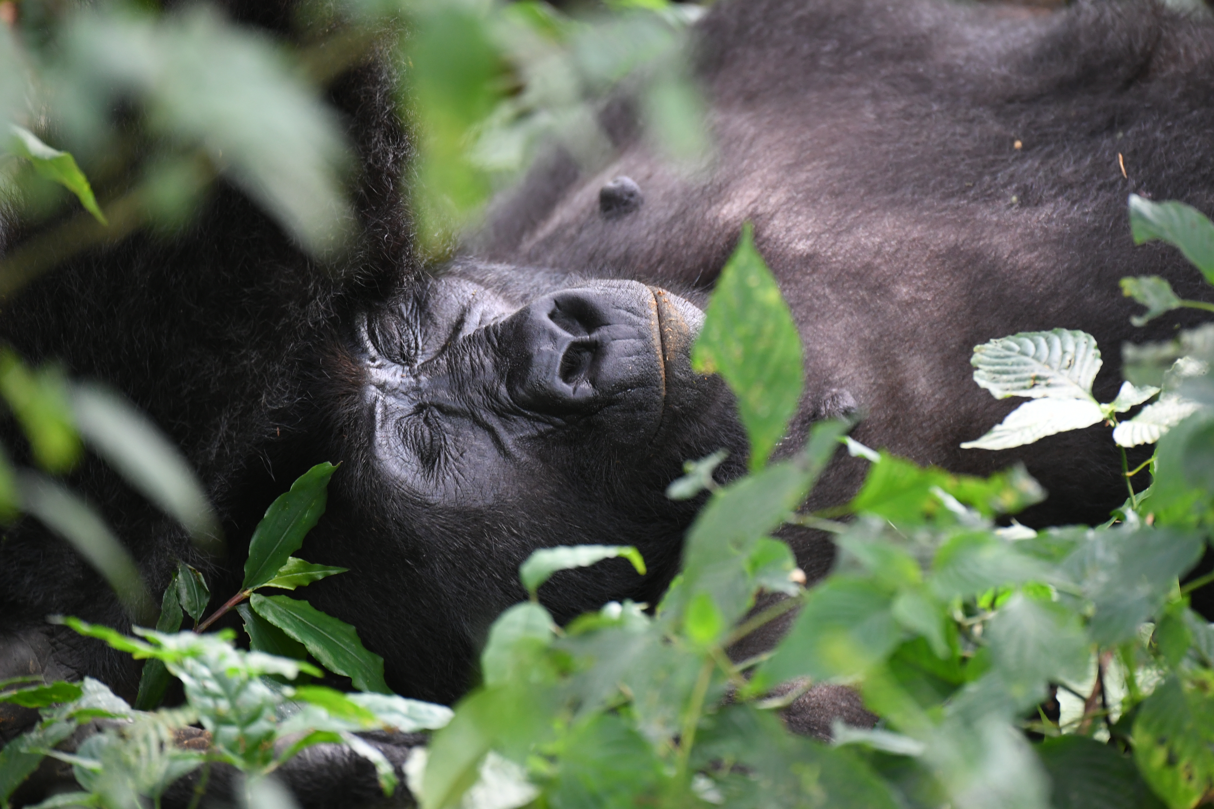 Bwindi Impenetrable Forest