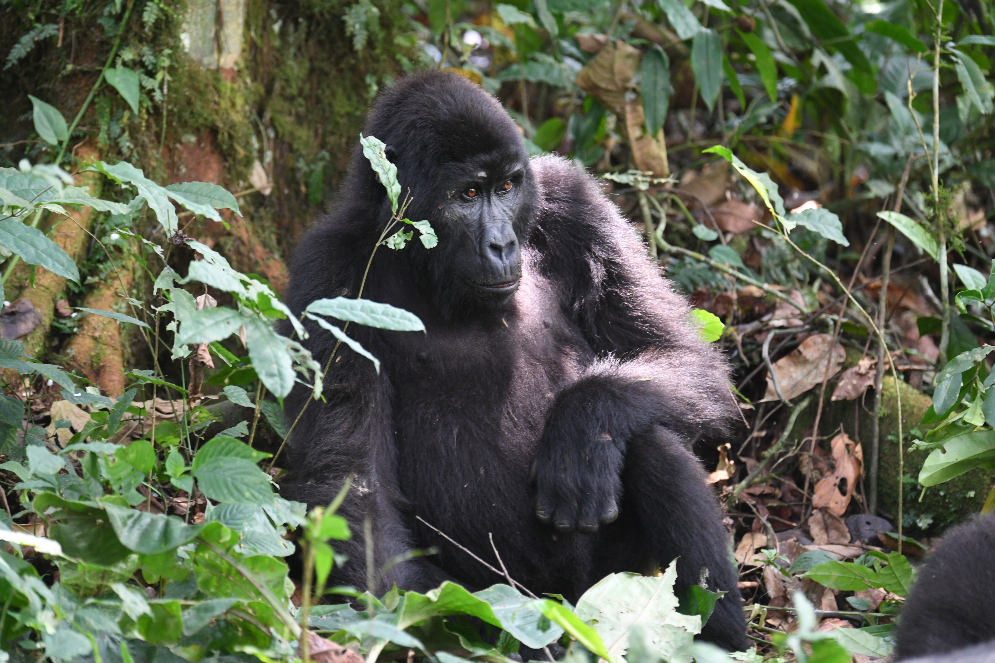 Bwindi Impenetrable Forest