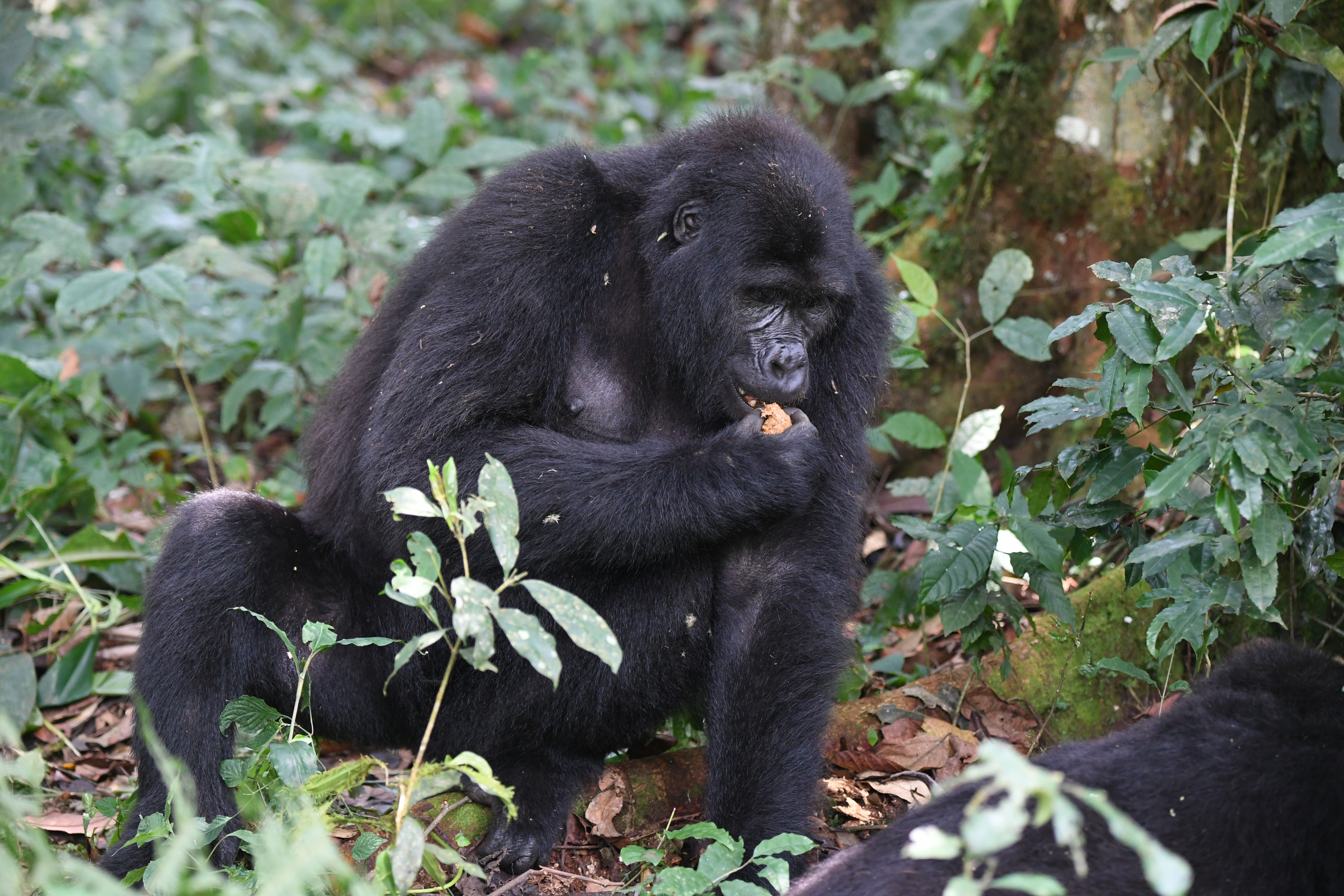 Bwindi Impenetrable Forest