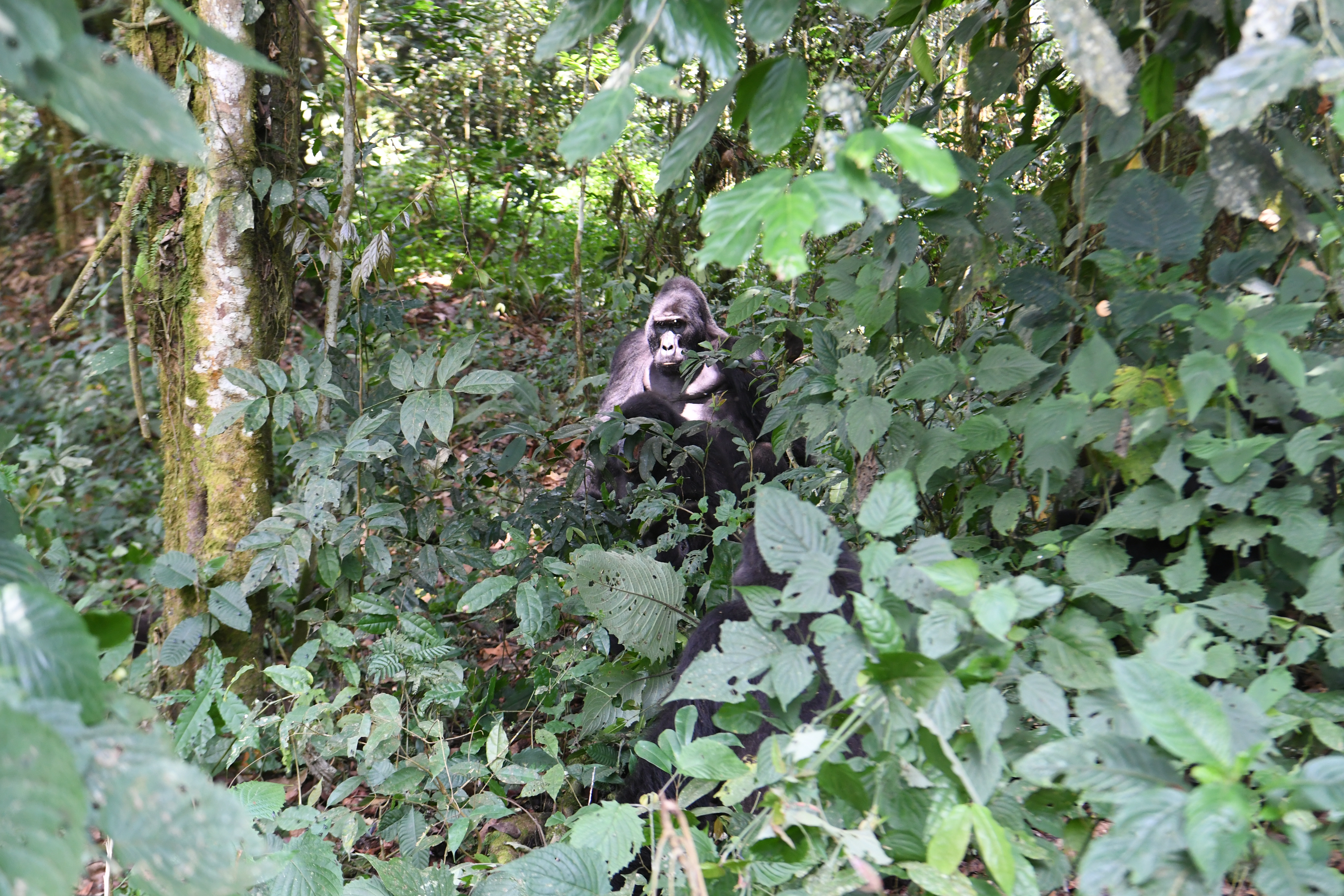 Bwindi Impenetrable Forest