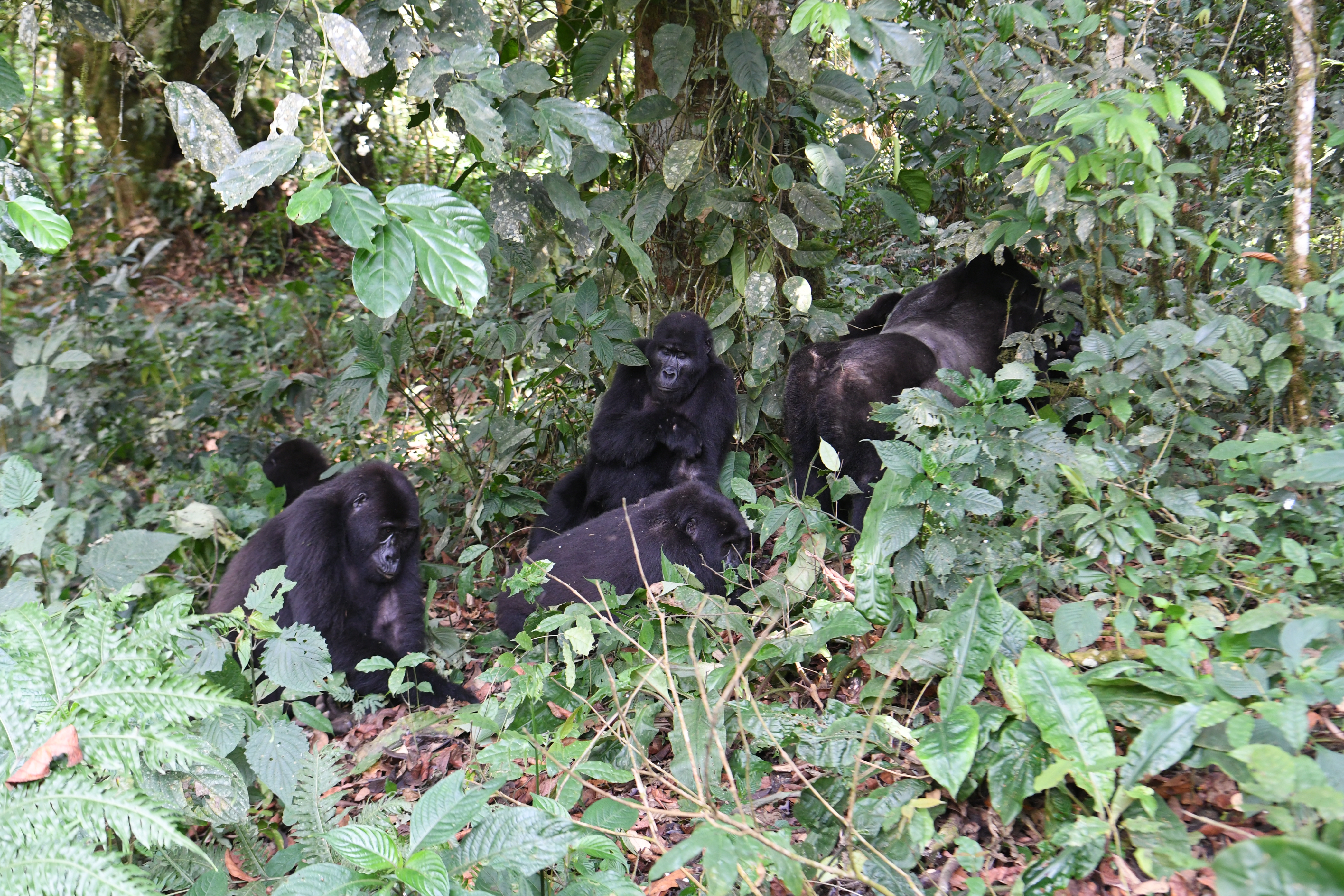 Bwindi Impenetrable Forest
