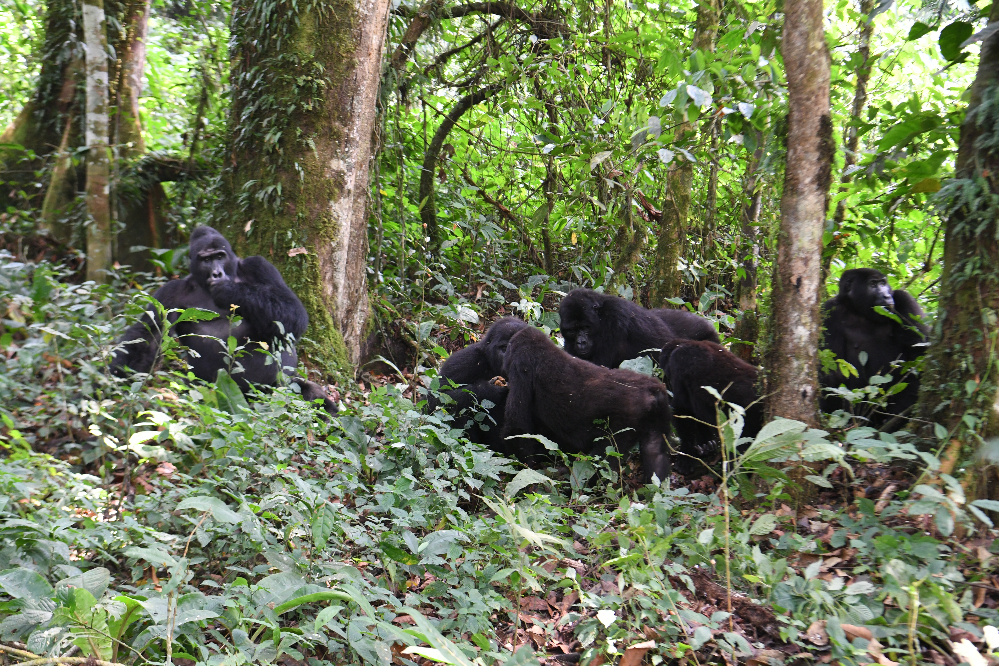 Bwindi Impenetrable Forest