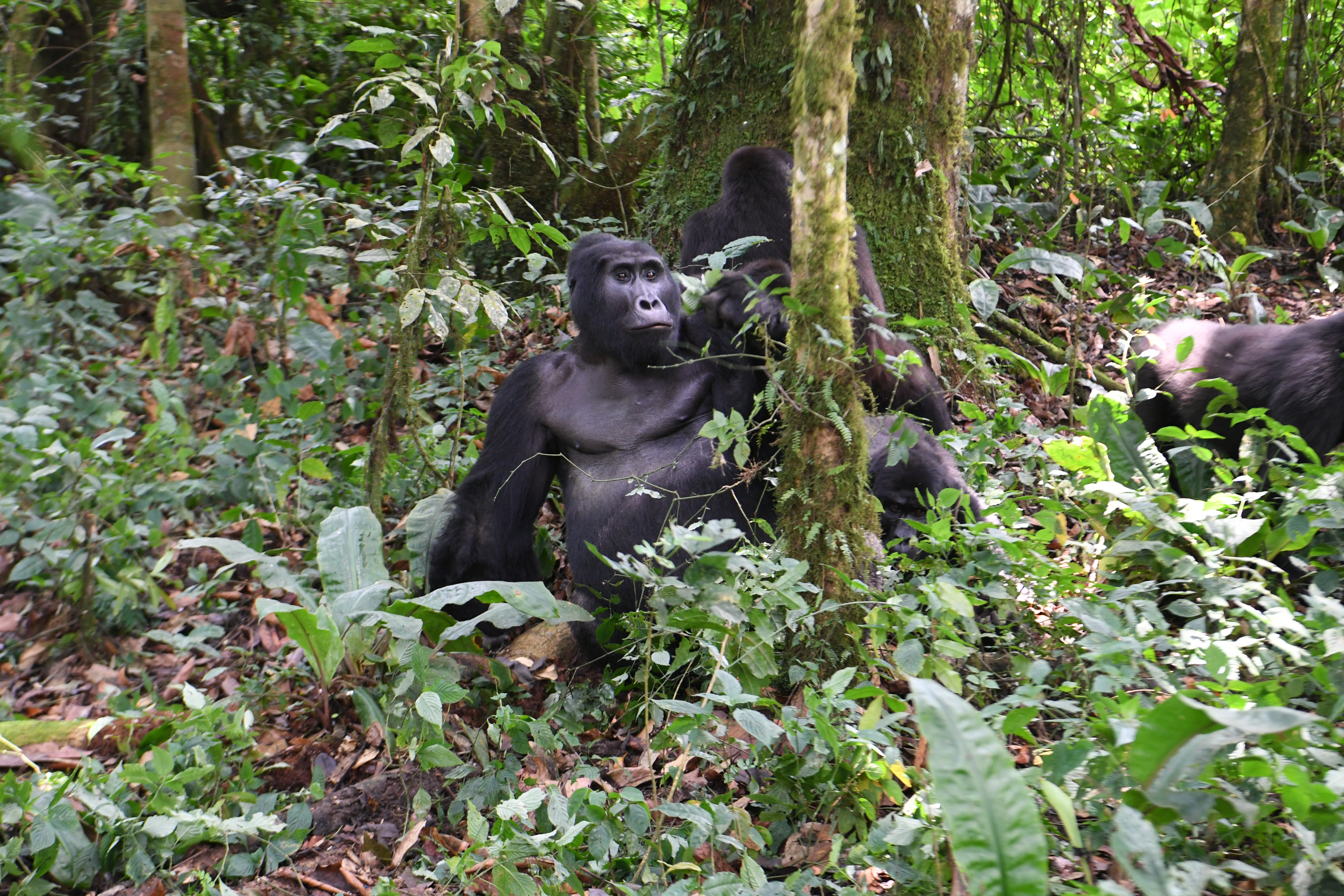 Bwindi Impenetrable Forest