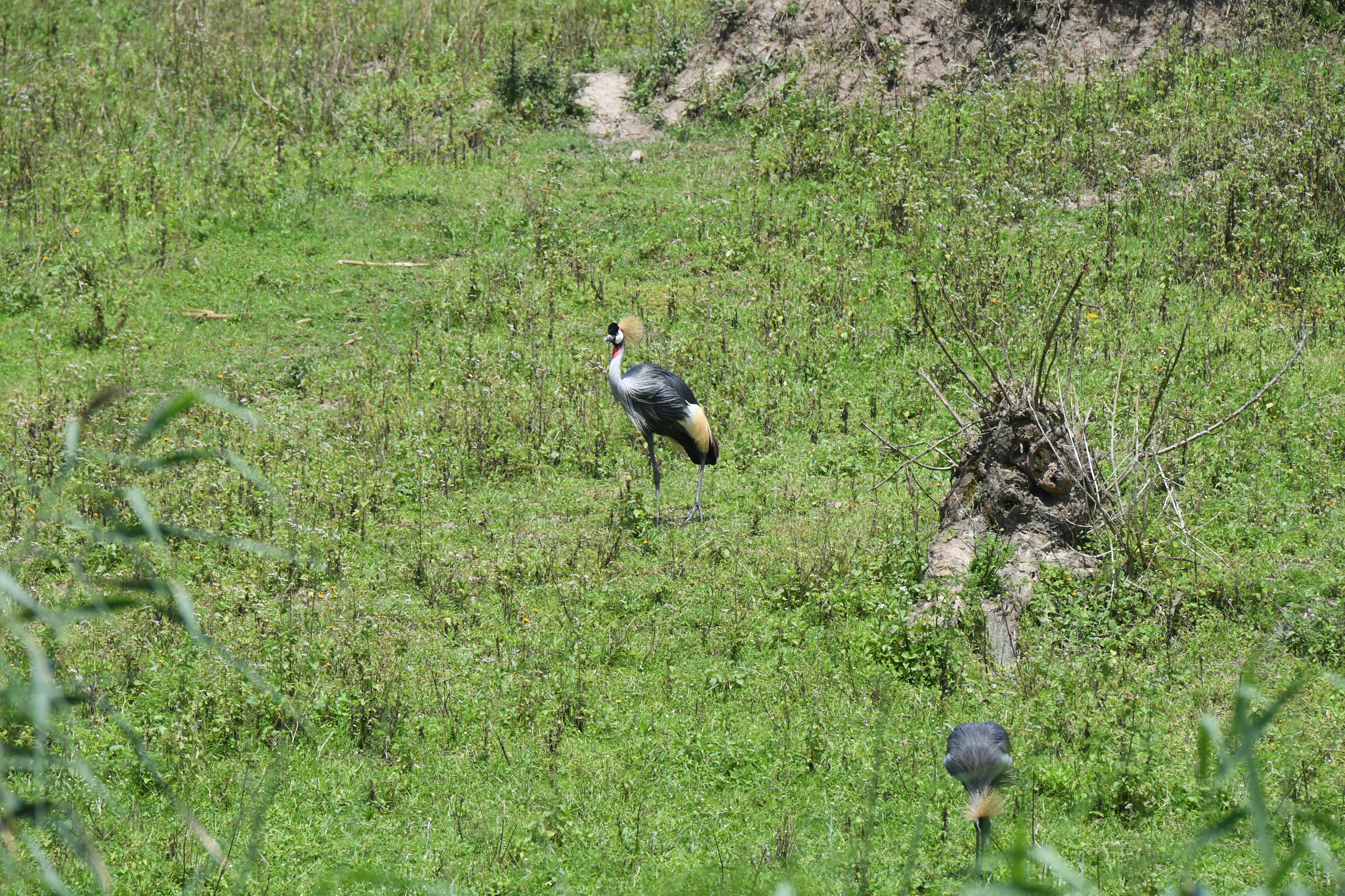 Lake Bunyonyi