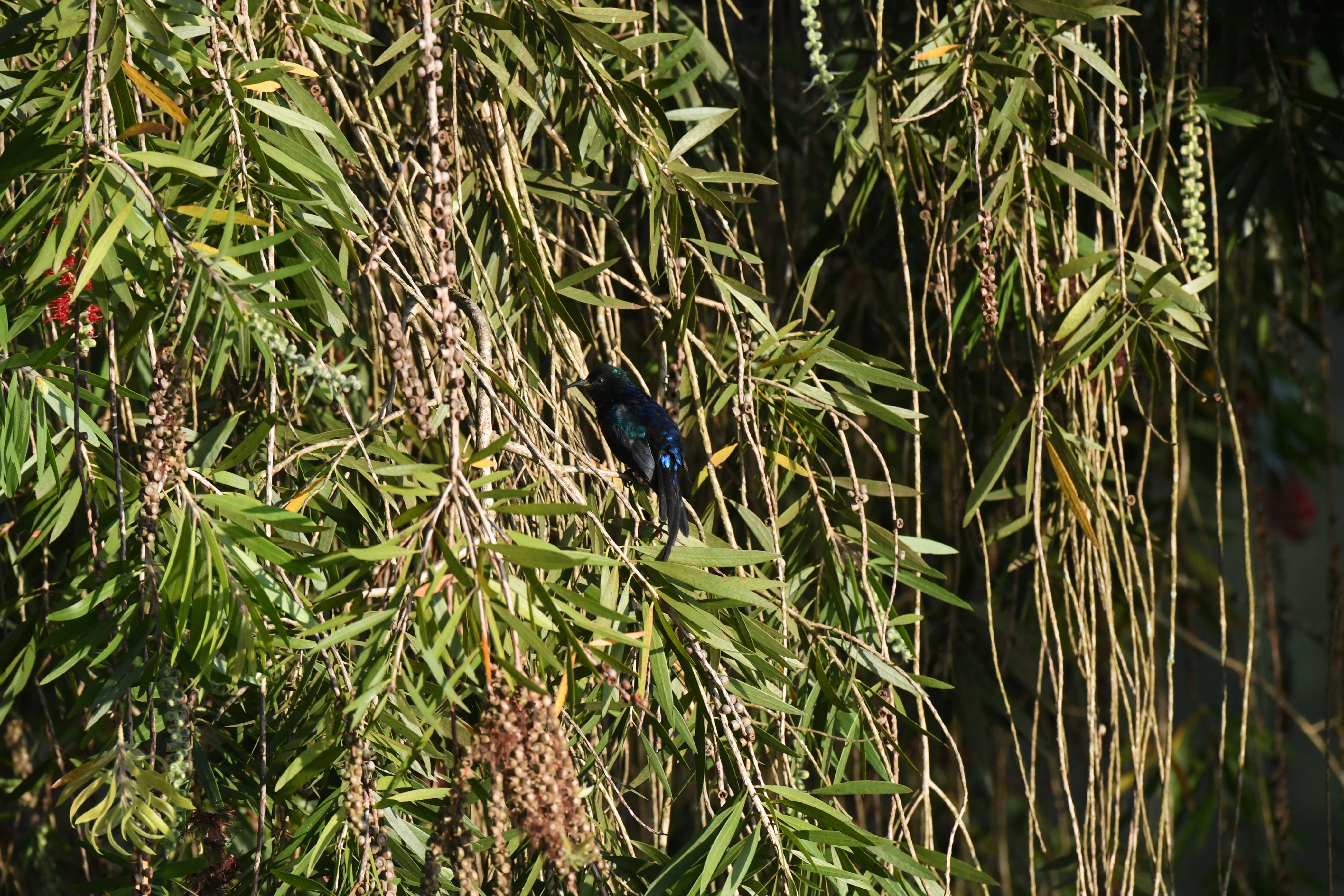 Lake Bunyonyi
