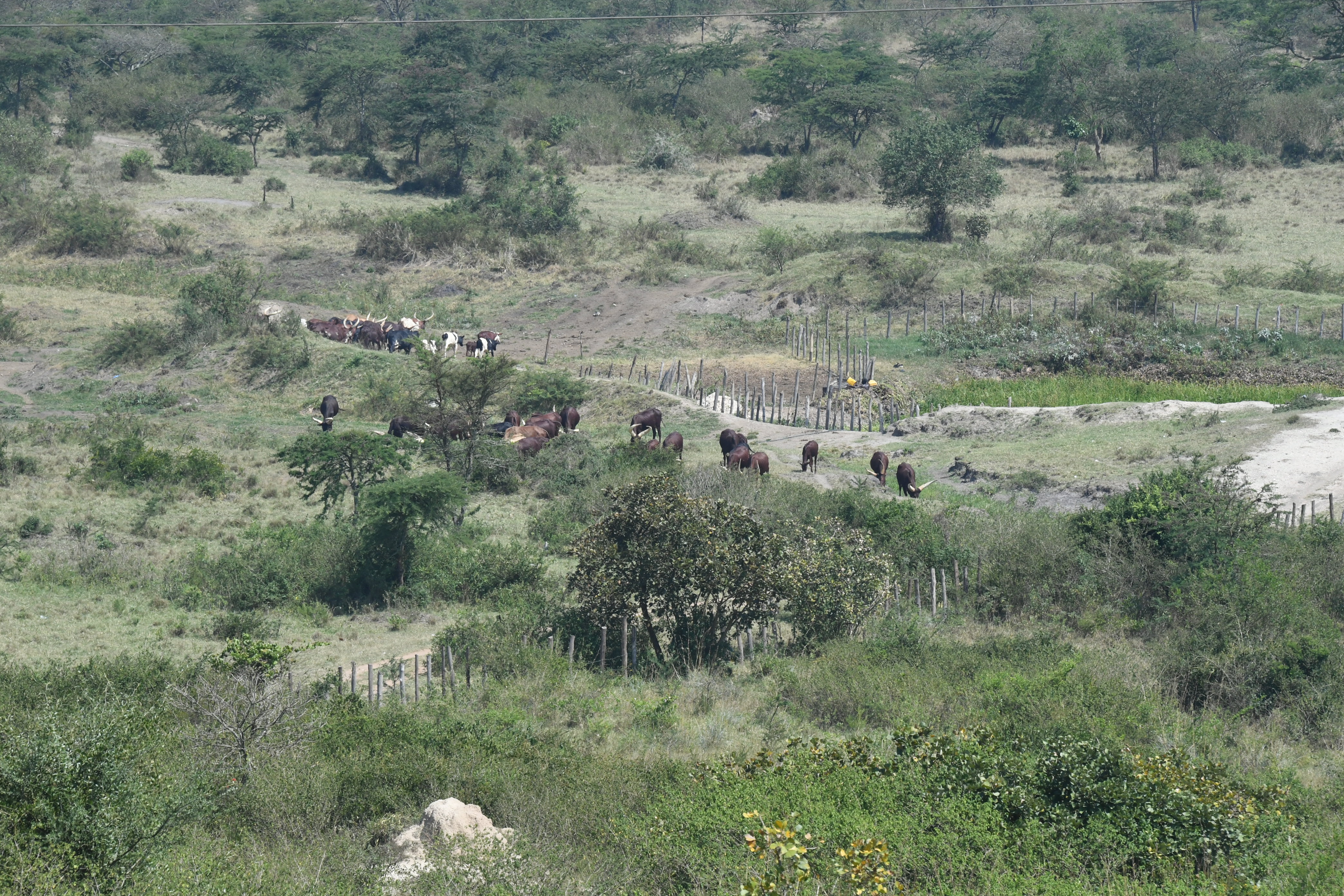 Fahrt Lake Bunyonyi - Mabamba Swamp