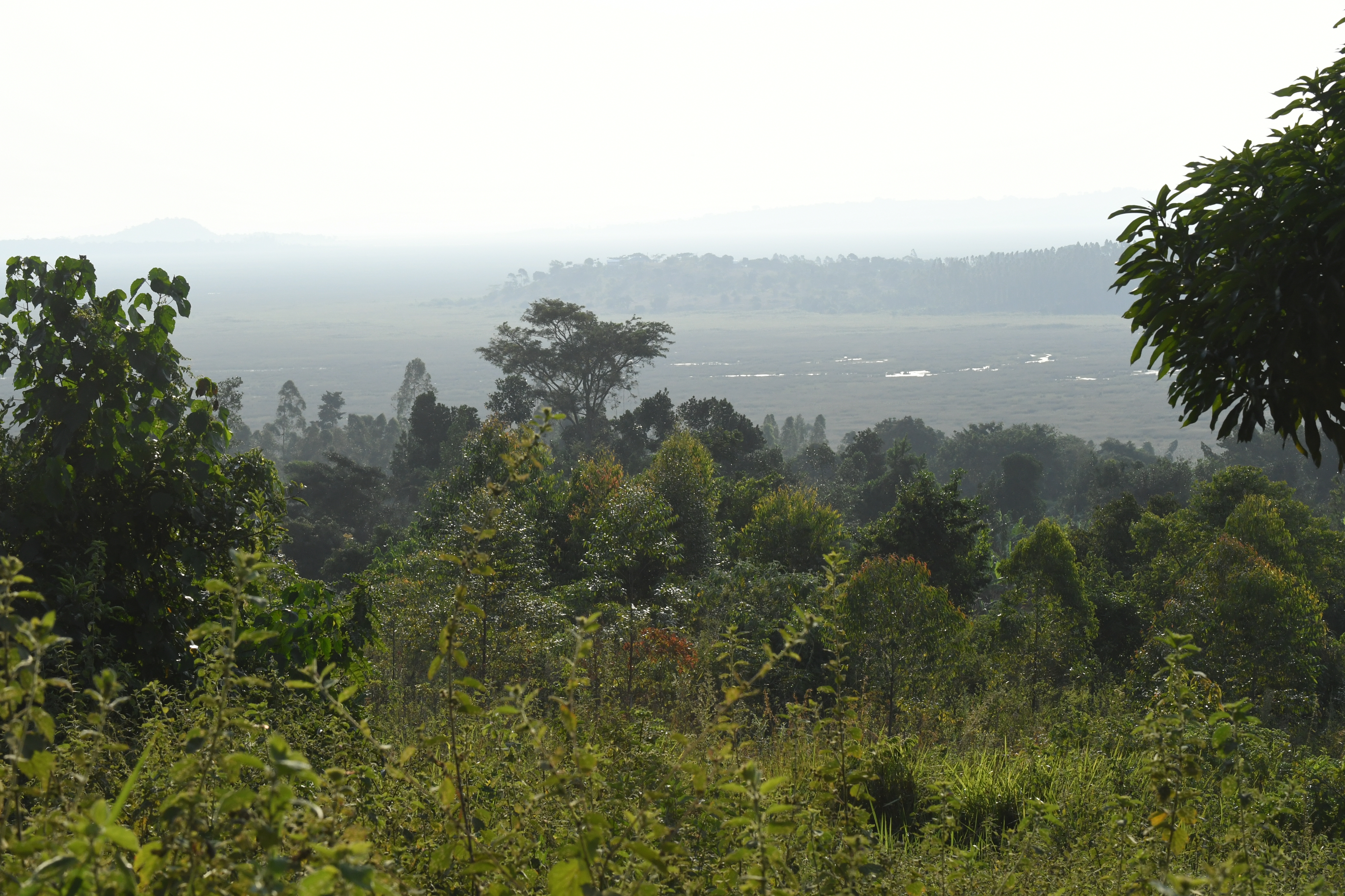 Mabamba Swamp