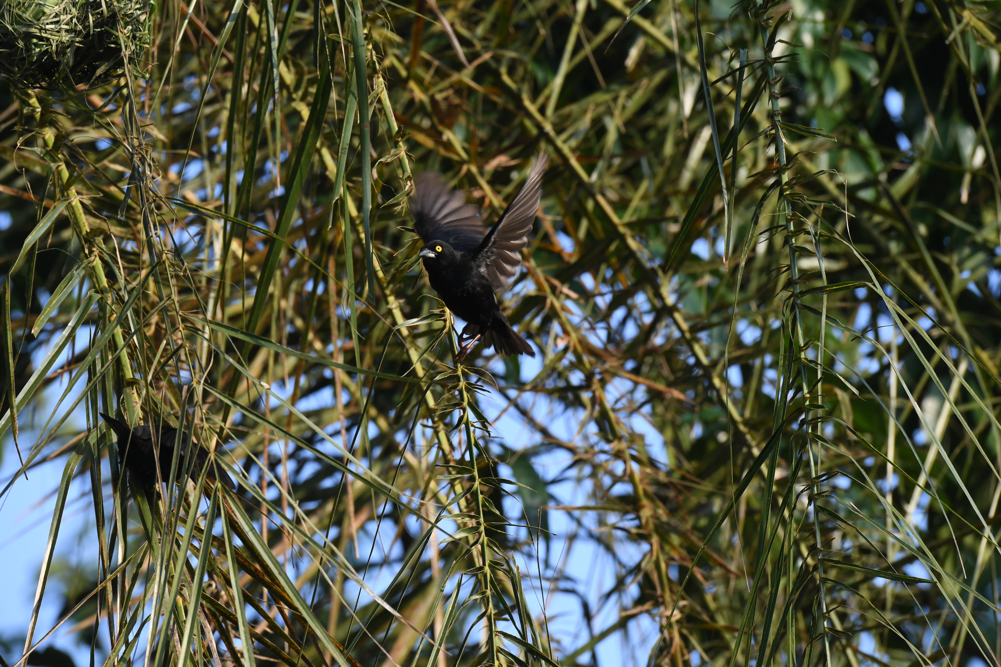 Mabamba Swamp