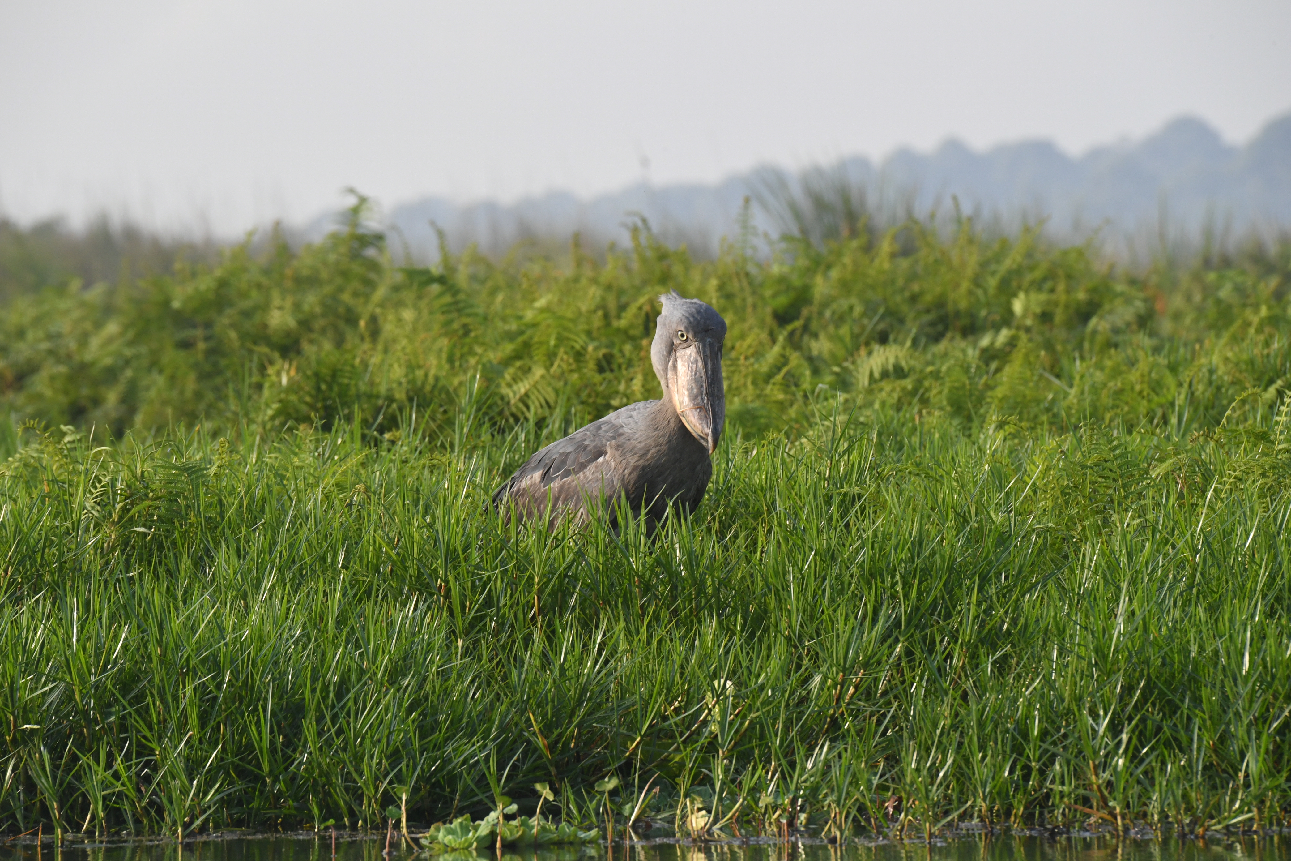 Mabamba Swamp